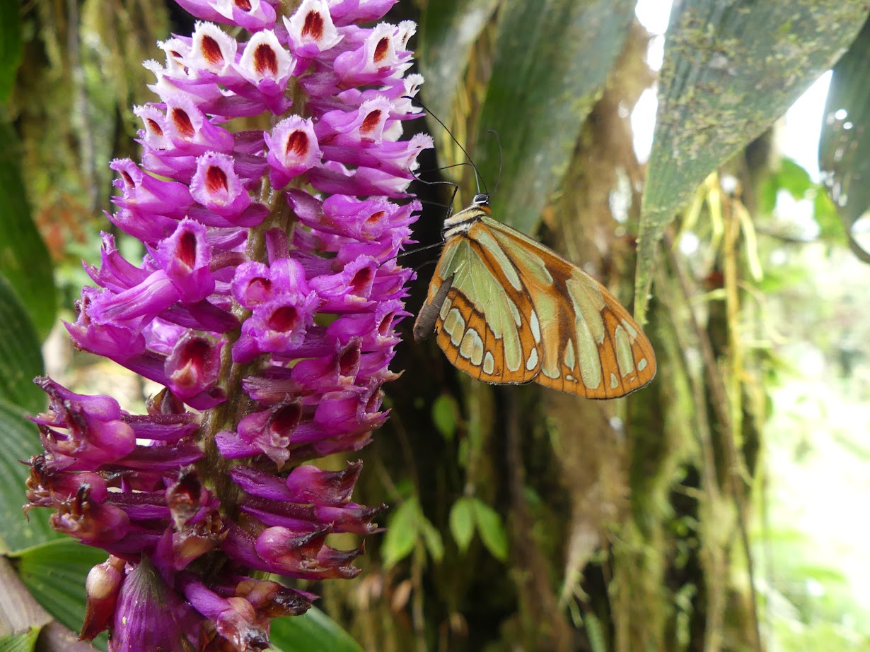 🦋 Real beauty. Living silence.
When nature speaks in detail…
#SantaLucíaEcuador #CloudForestMagic #WildButterflies #SlowTravel #NatureConnection
