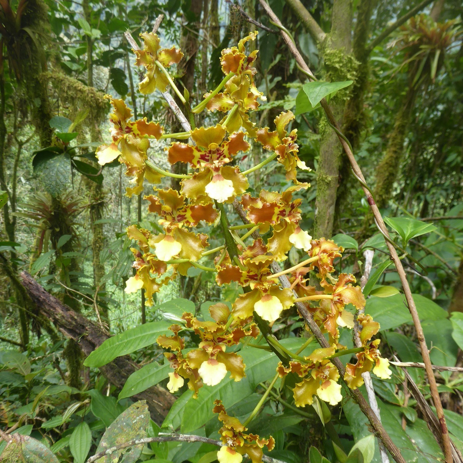 🌿 You don’t have to go far to find beauty.
In Santa Lucía, orchids bloom where you least expect them.
📍Just walk. The forest will do the rest.
#SantaLucíaEcuador #CloudForestOrchids #NatureTravel #HiddenWonders