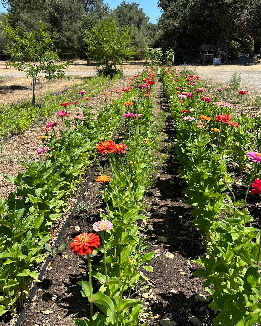 After 83 days of dedicated hard work, we're thrilled to see the beautiful results in our summertime zinnia patch – it's finally flowering!
Farming is truly a fascinating science. Each plant has its own unique growth cycle, specific nutrient requirements, and recommended sunlight hours. It's incredible to see how the elements of Mother Nature affect our plants in real time.
These photos perfectly illustrate the different growth rates of zinnias and sunflowers, even though they were planted at the exact same time. You can also clearly see how the zinnias that receive more direct sunlight are growing at a much faster rate. It's a constant lesson in nature's precise timing and powerful influence!
#sandiegocountyfarmbureau #sandiegofarming #sandiegofarmingcommunity #julianupickfarm #visitsandiego #santaysabel #sandiegoagricutlure #californaagritourism #sandiegofarm #californiaagriculture #upickfarm #sandiegoagritourism #sandiegoupickfarm #sandiegobackcountry #sandiegomountains #JulianFarmAndOrchard #sandiegohiddengem #sandiegoactivities #sandiegocounty #nochemicals #farmlife #sustainablefarming #instafarming #knowyourfarmer #upickflowers #pickyourown #famdiego #supportlocalfarms #juliancalifornia #workingfarm