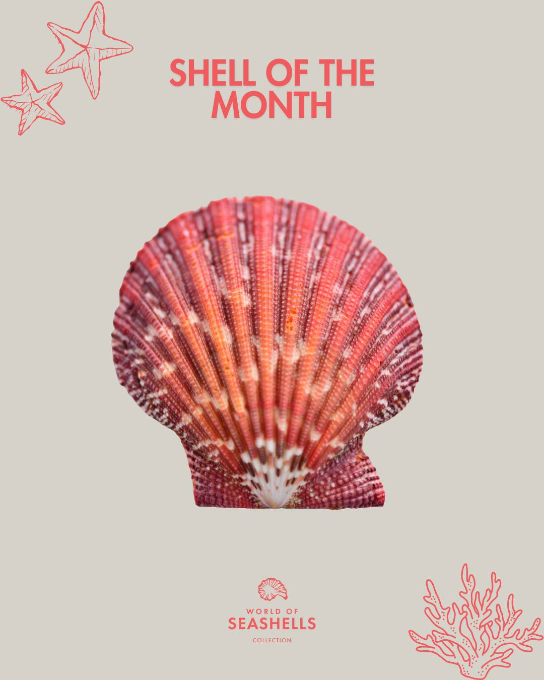 ðð¡ðð¥ð¥ ðšð ðð¡ð ððšð§ðð¡: ððšðð¢ð©ððððð§ ð§ðšððšð¬ð®ð¬ ð
Recognised by its radiant colours and bold ridges, the lionâs paw scallop is one of the most visually striking members of the Pectinidae family.
This shell belongs to a bivalve that uses rapid shell clapping to propel itself through the wate, a rare talent in the mollusc world.
As always, never forget: âTake only photos, leave only footprints.â
ð Available to view at World of Seashells
#ShellOfTheMonth #NodipectenNodosus #WorldOfSeashells #ScallopShell #MarineLife #Mauritius #ShellStories