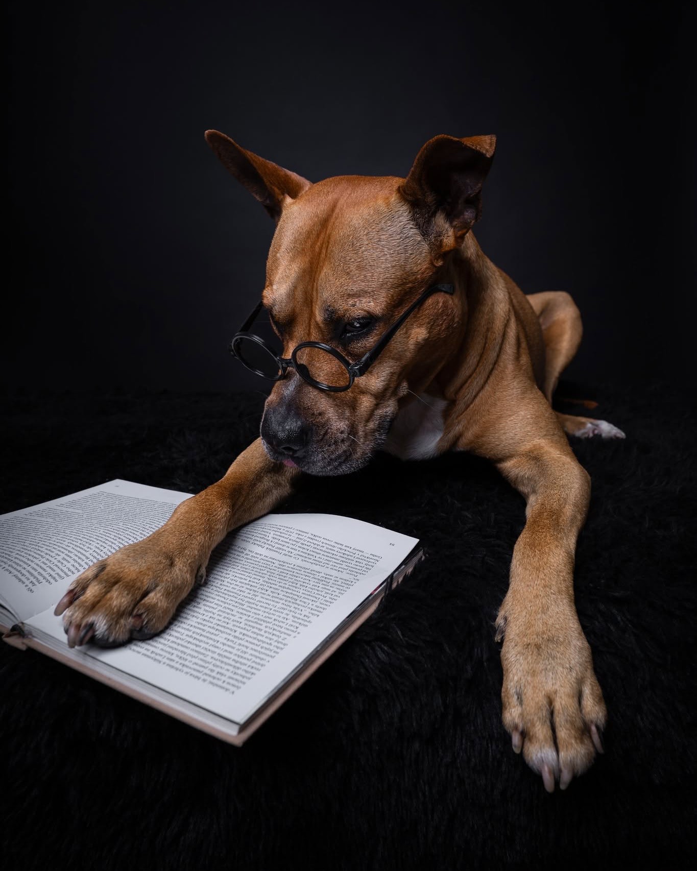 🎓 Profesor Čmuchal ve službě!🎓
Seznamte se s Profesorem Čmuchalem – odborníkem na psí chování, pelíškovou filozofii a diplomovaným honičem tenisáků. 🥎
Pan profesor bere svou roli velmi vážně – brýle nasazeny, tlapa připravena listovat a výraz plný vědění.
U mě v ateliéru vznikají fotografie, které jsou hlavně nezapomenutelné. Přijďte zachytit svého psího mudrce… nebo třeba klauna. Fantazii se meze nekladou! 🦄
www.nskorepova.com
#fotografkapsu #pesvatelieru #studiofoto #psifotka #psifotograf #psifotoatelier #psifotografka #nskorepovafoto #fotimepsy #focenipsu