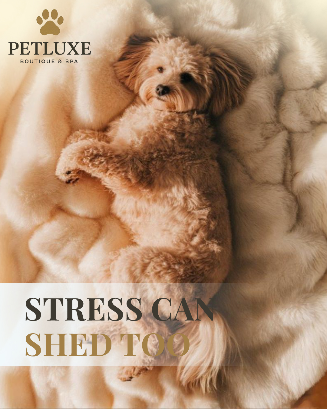 Is your pet shedding... or stressing?
Sometimes it’s more than just fur—it’s a sign they need comfort, care, and a calm reset. 🐾
Grooming eases anxiety, reduces shedding, and helps your pet feel lighter—inside and out. ✨
Book now a grooming session that feels as good as it looks:
📍 Visit us at M Floor, Building 22, Al Hisn
📞 Or just Call 02 566 2815
.
.
#PetLuxe #FelineCare #AbuDhabi #CatFacts #Grooming #PetGrooming