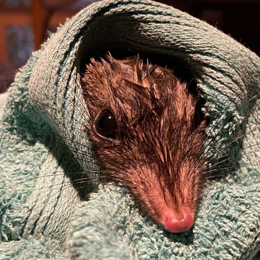 The curious tale of a too curious tuan. When the call went out that a tuan had managed to get inside a rangehood, residents and the lovely folk at Boobook Wildlife Shelter came to the rescue. A story with a happy ending.
Read the full story on our website News page.
https://www.roundthebend.org.au/single-post/tuan-tales