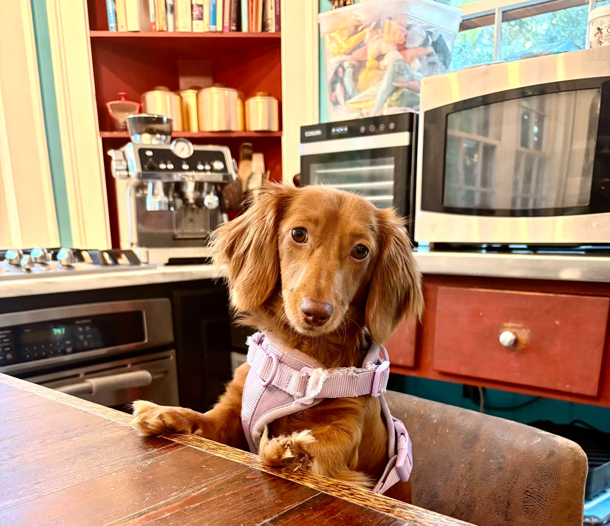 Cutest, sweetest pup
Hazel 8 months old