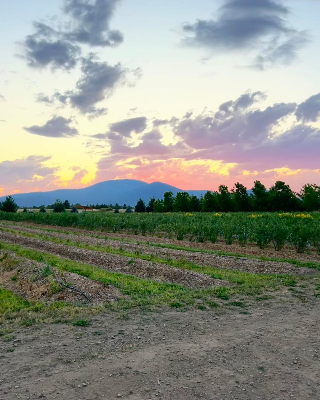 We will be open tomorrow morning July 16th all day unless picked out!
If you come before 8 please be familiar with what you are doing and where to park as I won’t be out until 8 or so to help with the stand.
Please use the Atlas entrance! Drive past the strawberry stand and park parallel where the yellow lines are in my photo. Near the blueberry checkout stand. All the roads lead back to the center road so you don’t need to back out or anything, just drive forward and you will be able to make it back to the main road.
$4.25 a lb. Buckets and bags provided. Cash or Venmo.
You can pick your choice of duke, blue crop, Huron, blue gold, top shelf.
Again, use the Atlas entrance. Park near the center checkout out stand, not the strawberry stand. The strawberry stand does not have a scale at it right now.
The blue lines are where the ripe berries are right now and there will be flags at them.