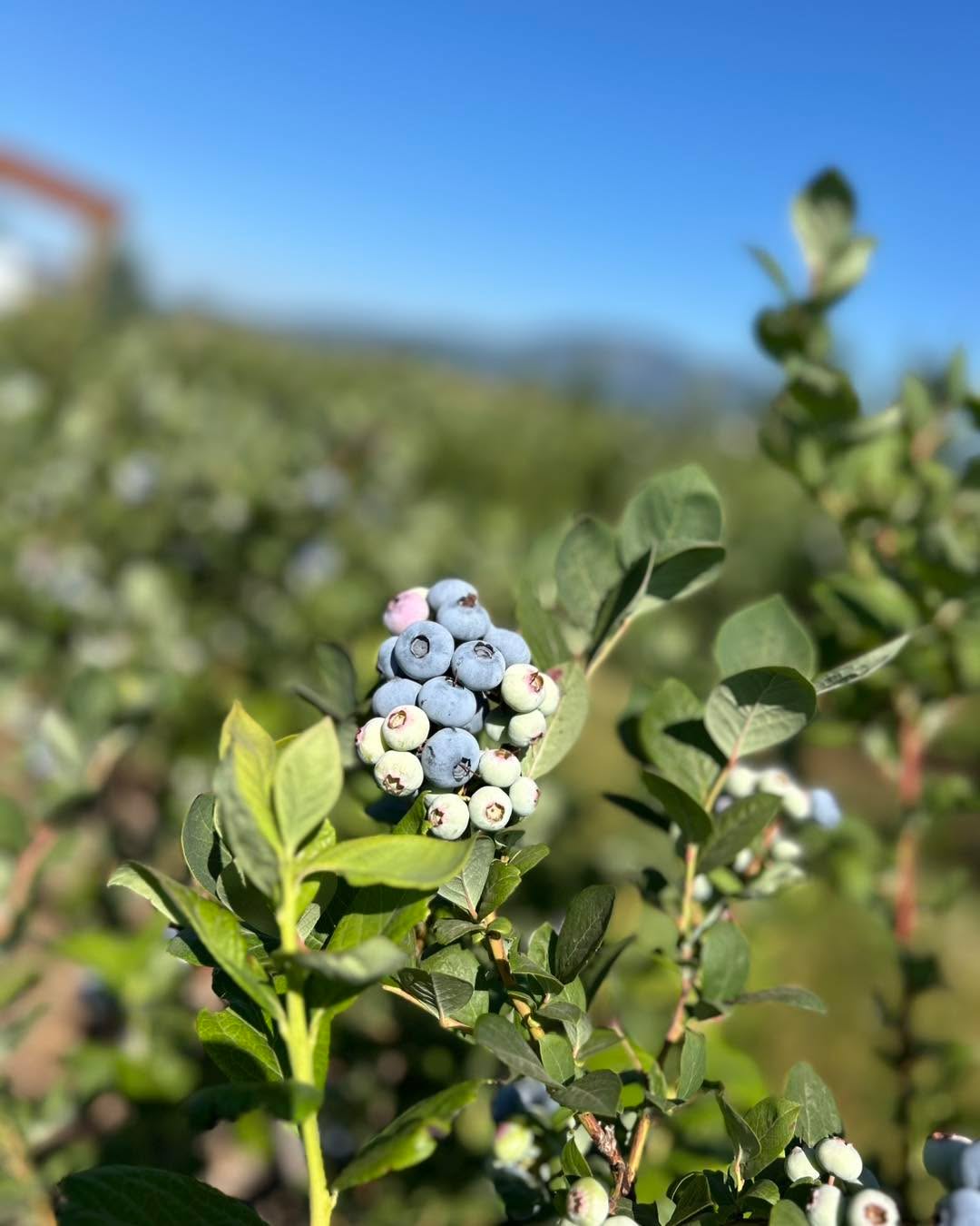 We will be open tomorrow july 18th all day.
If you come before 8 please be familiar with what you are doing and where to park as I won’t be out until 8 or so to help with the stand.
Please use the Atlas entrance! 14872 N Atlas Road Rathdrum Idaho 83858
Drive past the strawberry stand and park parallel where the yellow lines are in my photo. Near the blueberry checkout stand. All the roads lead back to the center road so you don’t need to back out or anything, just drive forward and you will be able to make it back to the main road.
$4.25 a lb. Buckets and bags provided. Cash or Venmo.
You can pick your choice of duke, blue crop, Huron, blue gold, top shelf.
Again, use the Atlas entrance. Park near the center checkout out stand, not the strawberry stand. The strawberry stand does not have a scale at it right now.
The blue lines are where the ripe berries are right now and there will be flags at them.