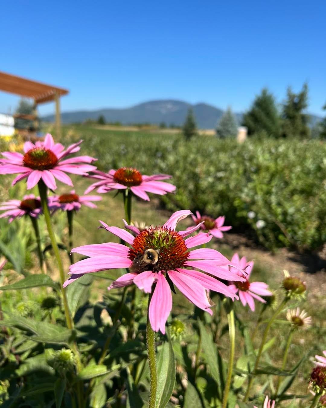 Today was awesome! Thanks to everyone who came out. We are going to let the field rest tomorrow the 17th. We will be open all day the 18th again. Will post tomorrow evening with all the details again.