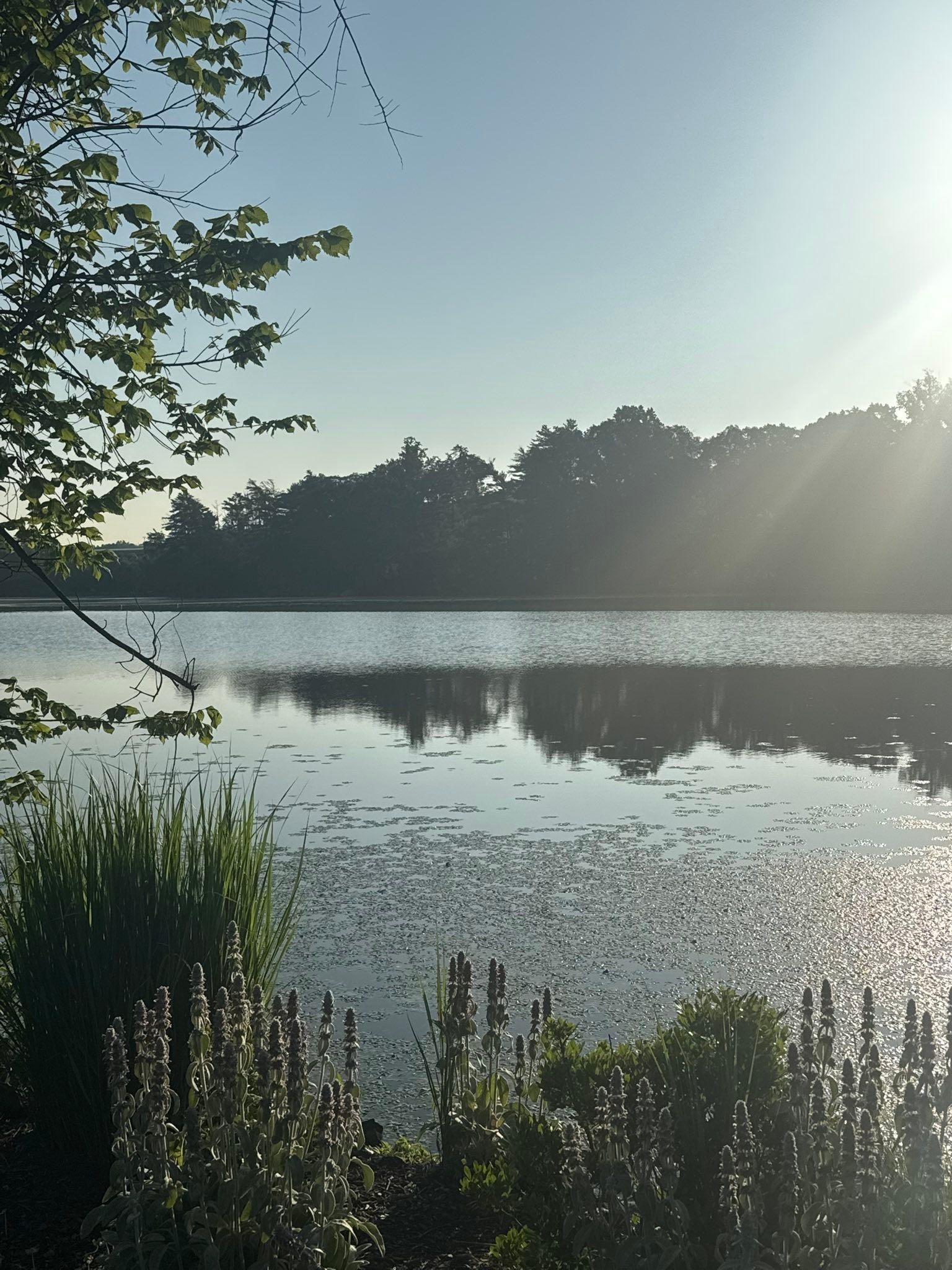 This morning at the reservoir - Mother Nature in all of HER glory! I love being outdoors and one of my mindfulness practices is to notice the live creatures at the reservoir as they move about.
Make it a great day - please stay hydrated too!