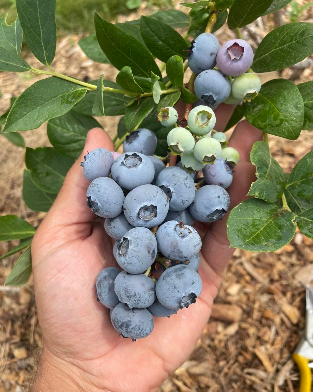 It’s going to be a great day! Open all daylight hours! See second photo for additional info.