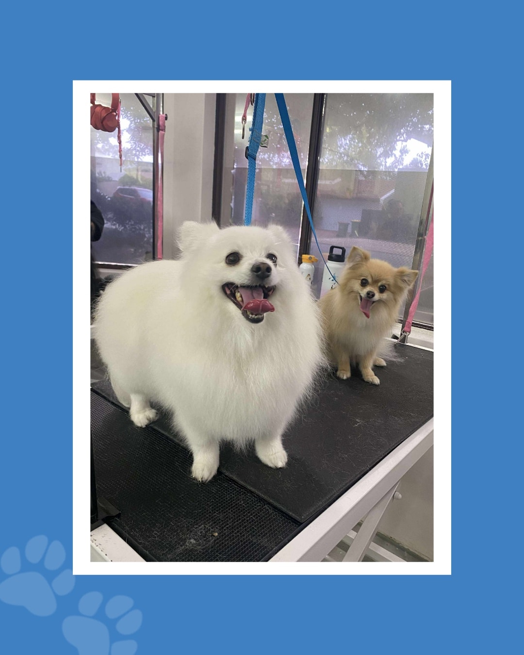 Just a couple of cuties for Tongue out Tuesday 😛🐾💙
.
.
.
#tongueouttuesdays #tongueouttuesday👅 #perthbusinesswomen #pomeranian #perthpetsofinstagram #groomers #doggroomingsalon #petgroomer #doggroomerlife #perthgroomer #perthdoglovers #perthbusinesses #itsadogslife #perthdogfriendly #applecross #perthpuppies #ausmumpreneur #doggroom #perthdogs #dogbusiness #groomingsalon #groomersofinstagram #doggroomingperth