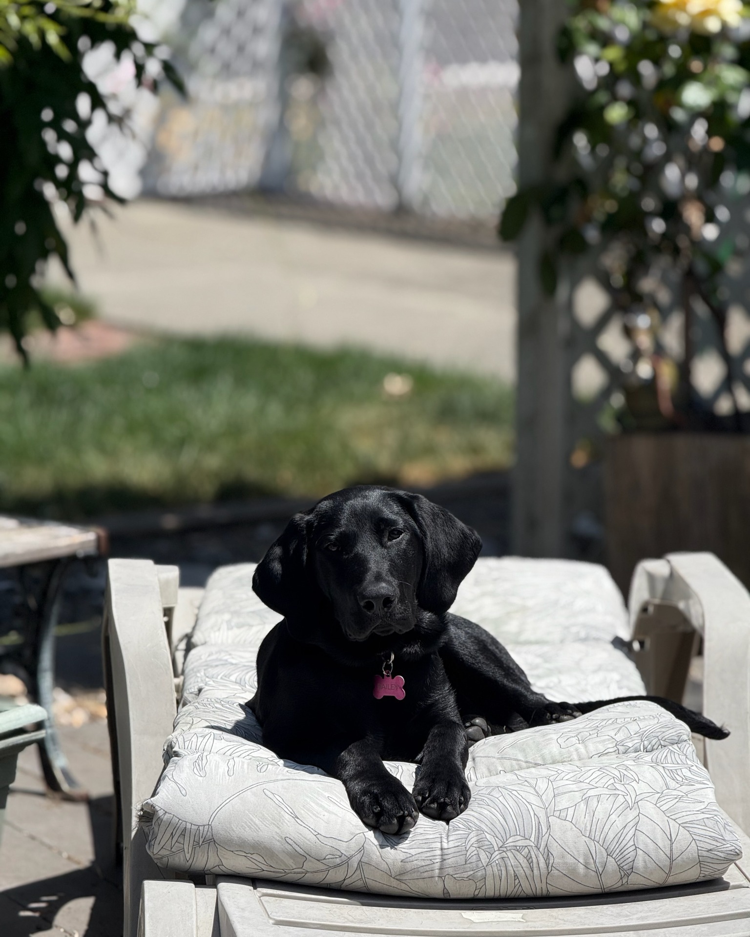 A cute story about Bailey! ✨
At 6-months old, Bailey is a smart, lovable labrador with droopy ears and a laid-back demeanor. “She’s a super sweetheart,” said Garrett, who adopted her when she was 7-weeks old.
In May, Garrett’s grandfather discovered that the pup had gotten into an enclosed bucket, consuming two pounds of rat bait poison! He rushed her to VCA Animal Care Center of Sonoma County where they immediately began treatment, which included inducing vomiting.
They closely monitored the scared puppy overnight. Garrett was able to cover the costs of the first night, but for the second night, he needed assistance. Thankfully, San Francisco Aid for Animals stepped up with the funding and VCA donated services. Once she was out of the woods, Garrett took her home. She’s now fully recovered and looking forward to playing fetch and duck hunting. “She’s my baby,” Garrett said.
Visit sfafa.org to help more pets like Bailey!
#petsforlife #grateful #recovered #petlover #donate #donatenow