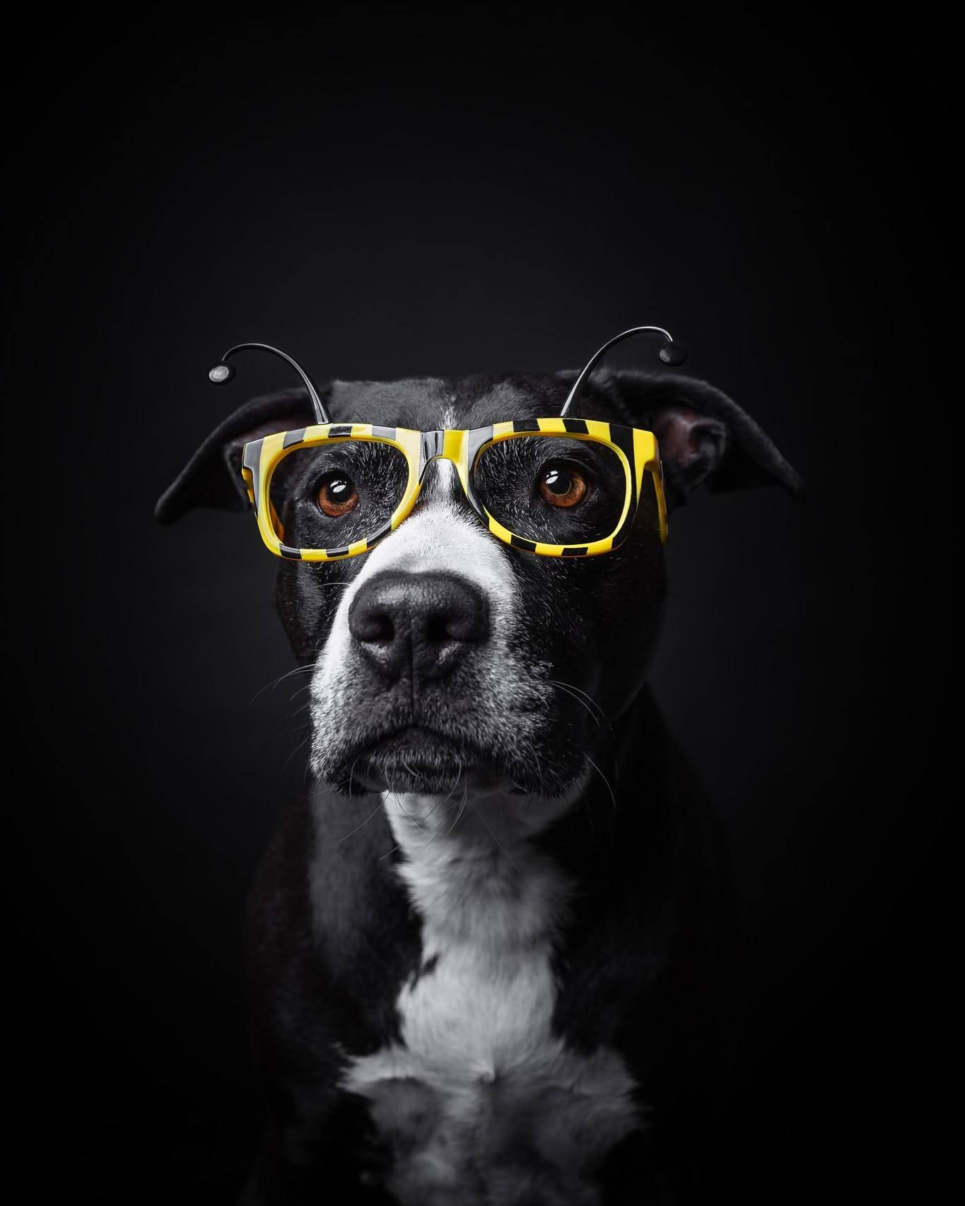 🐝 Fčela, moje krásná fčela 🐝
Specialista na přistání do květináče (čti odpadkový koš) a odborník v opylování pamlskovníku (čti "sežeru všechno, co je uvnitř") 😆
V mém ateliéru dáváme prostor fantazii, a to sakra velký. Ať už má váš psí miláček stát za katedrou, nebo bzučet v roli hmyzího superhrdiny, tady může být naprosto kýmkoli. 🐾
#studiofoto #psifotograf #psifotka #focenipsu #pesvatelieru #fotografkapsu #psifotoatelier #fotimepsy #psifotografka #nskorepovafoto