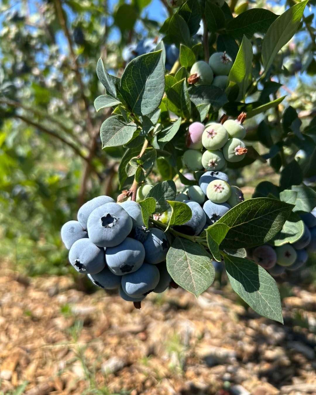 We will be open tomorrow july 20th all day.
If you come before 8 please be familiar with what you are doing and where to park as I won’t be out until 8 or so to help with the stand.
Please use the Atlas entrance! 14872 N Atlas Road Rathdrum Idaho 83858
Drive past the strawberry stand and park parallel where the yellow lines are in my photo. Near the blueberry checkout stand. All the roads lead back to the center road so you don’t need to back out or anything, just drive forward and you will be able to make it back to the main road.
$4.25 a lb. Buckets and bags provided. Cash or Venmo.
You can pick your choice of duke, blue crop, Huron, blue gold, top shelf.
Again, use the Atlas entrance. Park near the center checkout out stand, not the strawberry stand. The strawberry stand does not have a scale at it right now.
The blue lines are where the ripe berries are right now and there will be flags of different colors at them.