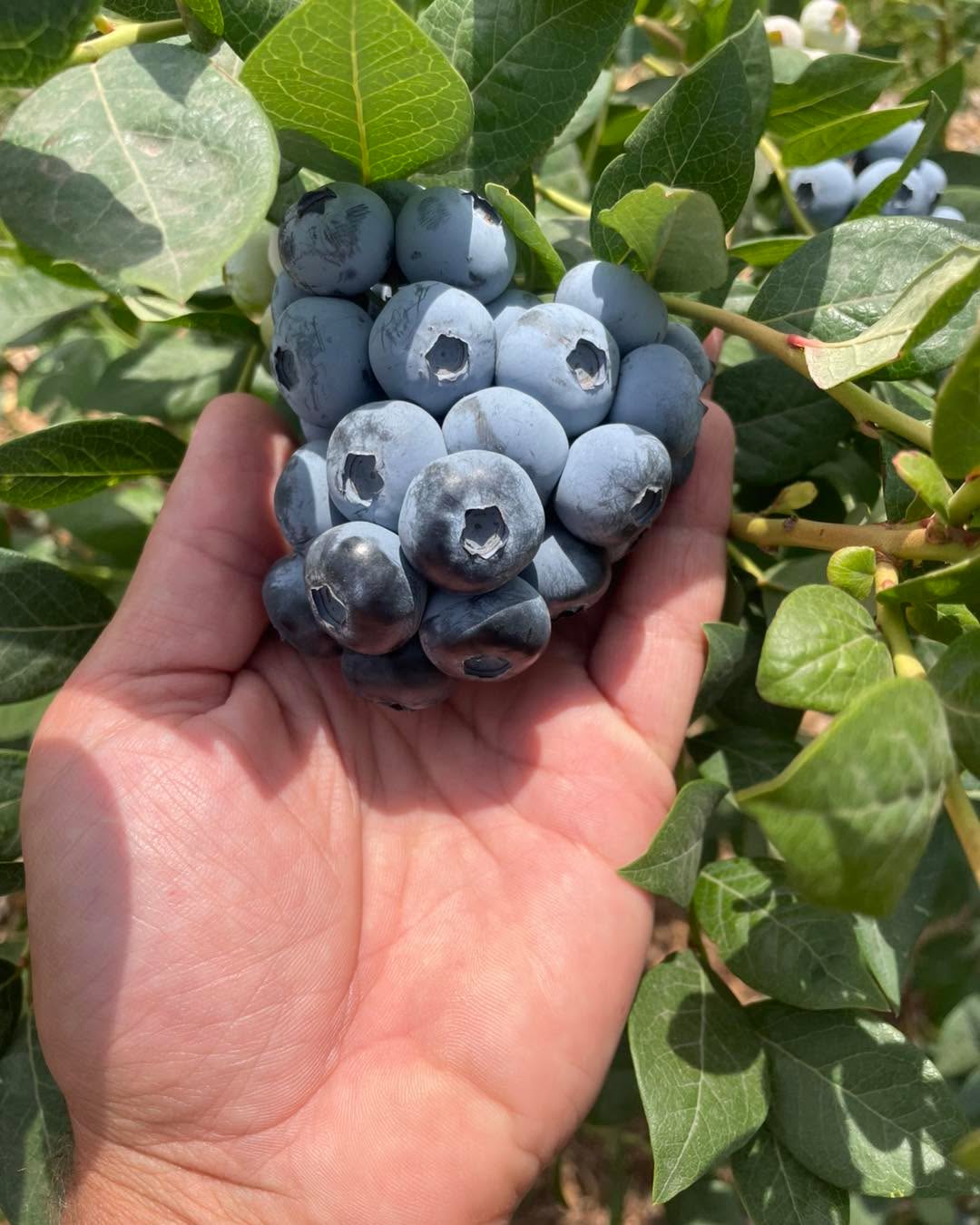 We are going to stay OPEN indefinitely right now. All daylight hours. Come on out anytime this week! The stand is self serve.
Please use the Atlas entrance! 14872 N Atlas Road Rathdrum Idaho 83858
Drive past the strawberry stand and park parallel where the yellow lines are in my photo. Near the blueberry checkout stand. All the roads lead back to the center road so you don’t need to back out or anything, just drive forward and you will be able to make it back to the main road.
$4.25 a lb. Buckets and bags provided. Cash or Venmo.
You can pick your choice of duke, blue crop, Huron, blue gold, top shelf, valor, chandler.
Again, use the Atlas entrance. Park near the center checkout out stand, not the strawberry stand. The strawberry stand does not have a scale at it right now.
The blue lines are where the ripe berries are right now and there will be flags of different colors at them.