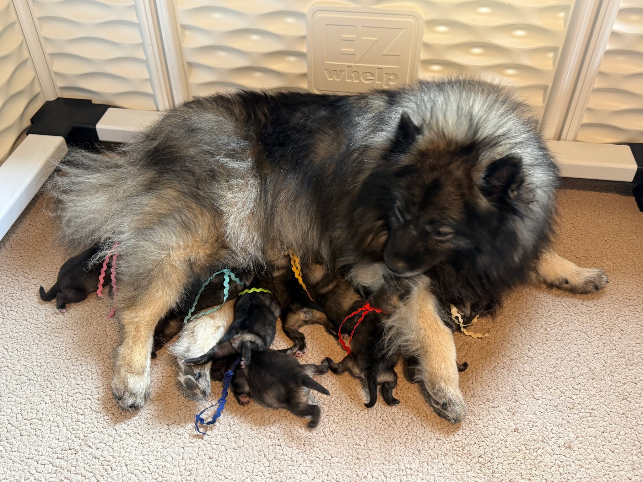 Pleased to share the safe arrival a week ago of 10 babies, 5 males 5 females!
Fable always was an overachiever lol.
Mom and babies doing well.
Parents are Fable x Cilantro - many thanks to Kristen Cullen for allowing me to use your beautiful boy!