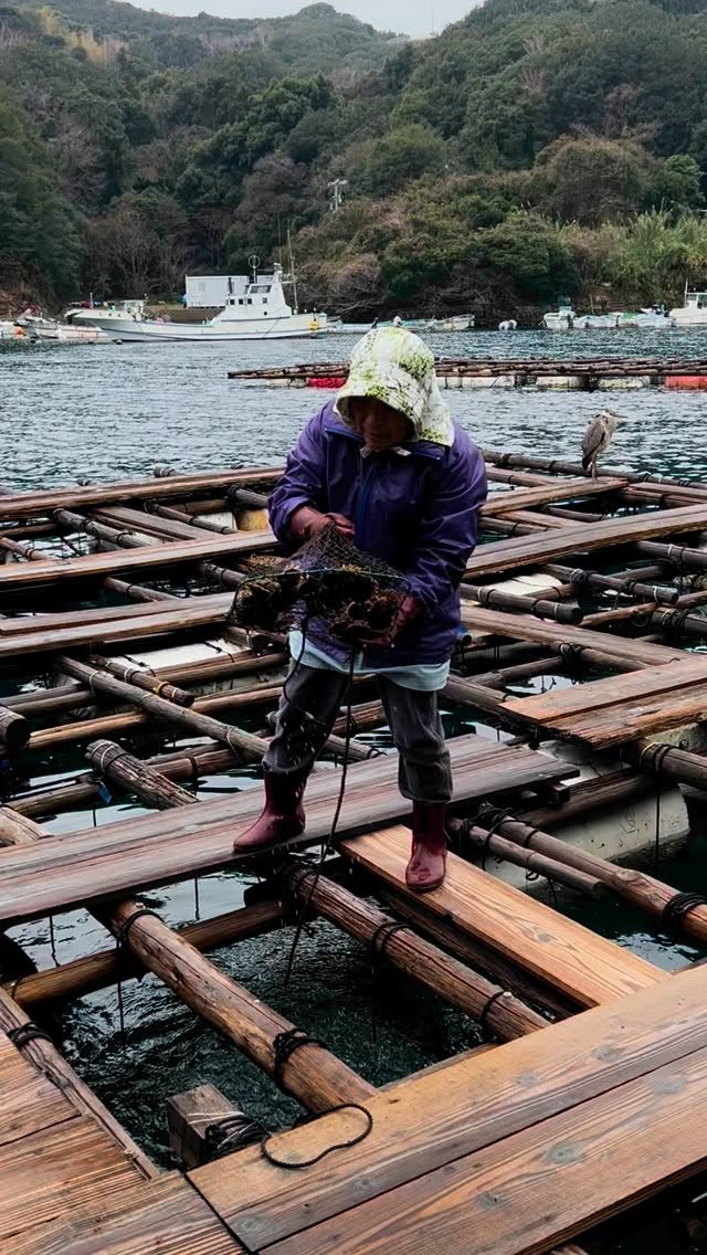 For a hands-on excursion in Ise-Shima, harvest your own cultivated pearl oyster from a pearl farming raft at Pearl Miki. The pearl you find inside can be polished and immediately mounted on a chain as a take-home souvenir. (Fun fact: a cultivated pearl grows around a tiny bead inserted into the oyster’s sexual organ.)
#pearlmiki #culturedpearls #japan2025�� #japan2025 #japan2025� #travelwriter #traveljournalist #japanexperience #lovejapan