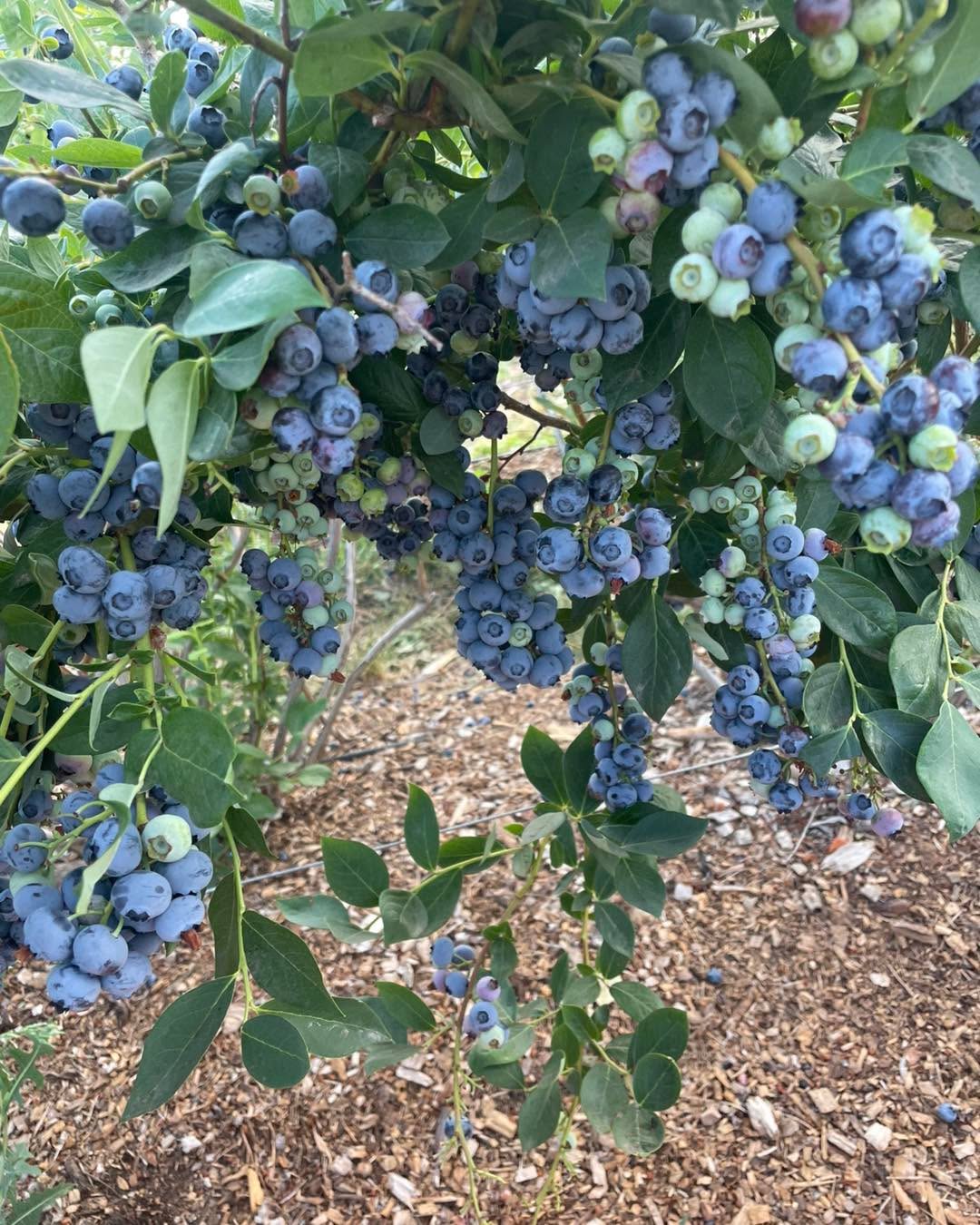The pickin is great out there!
Still staying OPEN indefinitely right now. All daylight hours. Come on out anytime this week! The stand is self serve.
Please use the Atlas entrance! 14872 N Atlas Road Rathdrum Idaho 83858
Drive past the strawberry stand and park parallel where the yellow lines are in my photo. Near the blueberry checkout stand. All the roads lead back to the center road so you don’t need to back out or anything, just drive forward and you will be able to make it back to the main road.
$4.25 a lb. Buckets and bags provided. Cash or Venmo.
You can pick your choice of duke, blue crop, Huron, blue gold, top shelf, valor, chandler.
Again, use the Atlas entrance. Park near the center checkout out stand, not the strawberry stand. The strawberry stand does not have a scale at it right now.
The blue lines are where the ripe berries are right now and there will be flags of different colors at them.