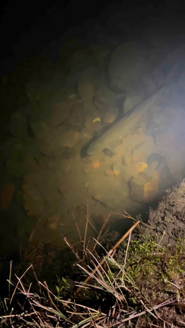 Heading out to spot our nighttime critters also means having look at what’s beneath the water.
#lappifarmm #trout #snowyriver #snowymountainsnsw #destinationjindabyne #farmstay #farmexperience #exploring #naturestay