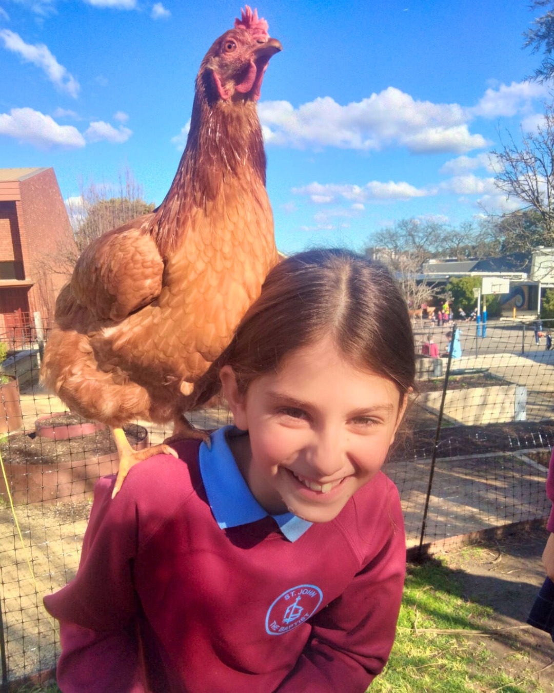 🐔🐣 Last week, our Year 5/6 students jumped into Chicken Club duties, and our feathered friends couldn't be happier!
Our chickens are not just pets; they're much-loved members of our school community. Thanks to our dedicated students and families, they’re cared for every day, even on weekends and school holidays.
Through looking after the chickens, students learn what responsibility looks like in action. The experience has also helped foster such caring, joyful connections between our students and their two-legged companions. 🐓❤️
We’re so lucky to have such a compassionate and committed school community!
#SJB2025 #stjohnthebaptistprimaryferntreegully #melbournecatholicschools #HopeFilledCommunity #enrichedcommunities #lightingtheirpath #catholiceducation