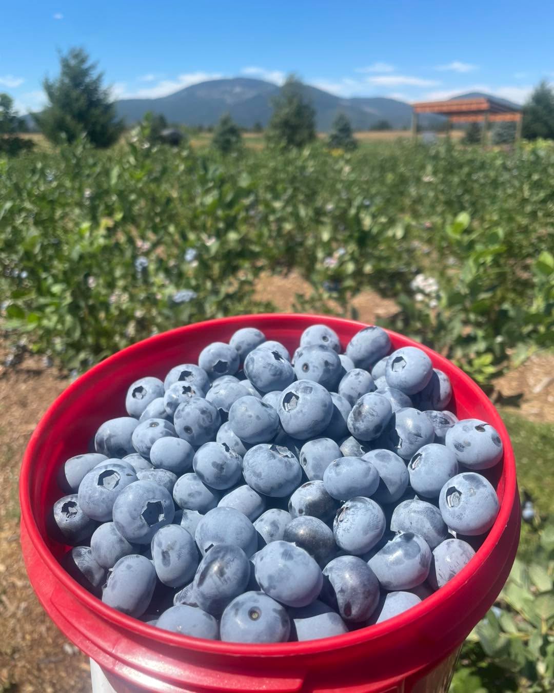 If you’ve never come out for an evening pick out here you are missing out! Stay until dark if you’d like.
Still staying OPEN indefinitely right now. All daylight hours. Come on out anytime this week! The stand is self serve.
Still taking prepicked orders. $6 a lb. 5 lb minimum.
Please use the Atlas entrance! 14872 N Atlas Road Rathdrum Idaho 83858
Drive past the strawberry stand and park parallel where the yellow lines are in my photo. Near the blueberry checkout stand. I included a pic of proper parking since it seems to be a struggle ;) you can park like this on either side of the center rd. All the roads lead back to the center road so you don’t need to back out or anything, just drive forward and you will be able to make it back to the main road.
$4.25 a lb. Buckets and bags provided. Cash or Venmo.
You can pick your choice of duke, blue crop, Huron, blue gold, top shelf, valor, chandler.
Again, use the Atlas entrance. Park near the center checkout out stand, not the strawberry stand. The strawberry stand does not have a scale at it right now.
The blue lines are where the ripe berries are right now and there will be flags of different colors at them.