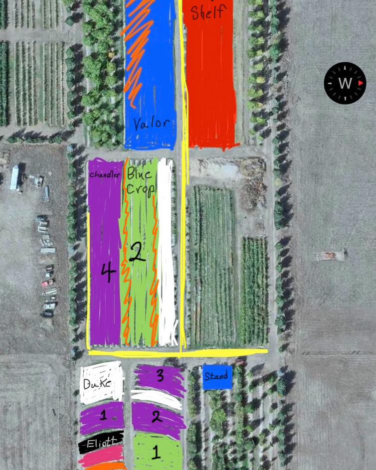 It’s hard to capture how great the picking is out here right now!
Here is a little map I drew up on the varieties out there to help you all to figure out where you want to pick. I don’t have great signage so using your maps app while out here will help you figure it out which varieties you want to pick.
Duke (white), winding down for the season but the square white section on the map still has a lot in there.
Blue crop (green), section 1 has a ton but smaller berries. #2 has pretty good picking in the orange squiggles within the green.
Huron (grey), good picking.
Blue gold (orange), tons of berries, some smaller some bigger, some not ripe yet, we are removing this section this fall so if you like them, this is your last chance!
Chandler (purple), these are the famous big berries, section 1, 2, and 4 have more ripe berries but these don’t ripen in clusters like the other berries, more so onesies/twosies. Area 3 needs a bit more time.
Calypso (pink), big tasty clusters, small plants. Great picking.
Top shelf (red), good picking, excellent flavor.
Valor (Blue), large clusters of very large & tasty berries, excellent picking in the orange squiggles within the blue.
Elliot (black). Not ripe yet.
The yellow lines show where you enter from and then where to park near the blueberry checkout stand.
I can go in several of these varieties and pick 15 or more lbs an hour. Open all day every day for at least another week!