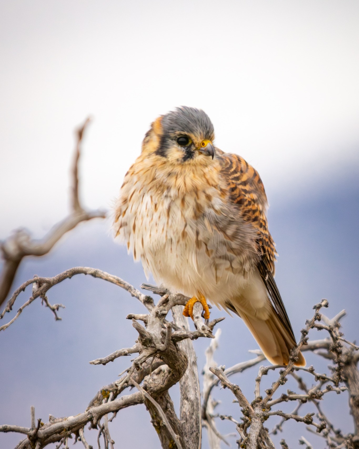 Aves en invierno en Cerro Guido ❄️
Durante los meses más fríos, muchas especies de aves permanecen activas en el territorio de Cerro Guido. Estas se adaptan a las condiciones extremas en busca de alimento y refugio.
Estas aves cumplen un rol ecológico fundamental en el equilibrio del ecosistema. En Fundación Cerro Guido Conservación monitoreamos su presencia y trabajamos por la conservación de su hábitat durante todo el año.
-
Birds in Winter at Cerro Guido ❄️
During the coldest months, many bird species remain active in the Cerro Guido territory. These birds adapt to extreme conditions in search of food and shelter.
They play a key ecological role in maintaining the balance of the ecosystem. At Cerro Guido Conservation Foundation, we monitor their presence and work to protect their habitat all year.
📸 @nuco_fotografia
📍 @estancia.cerroguido
#AvesPatagónicas #EstepaAustral #CerroGuido #Conservación #FundaciónCerroGuido #MonitoreoFauna