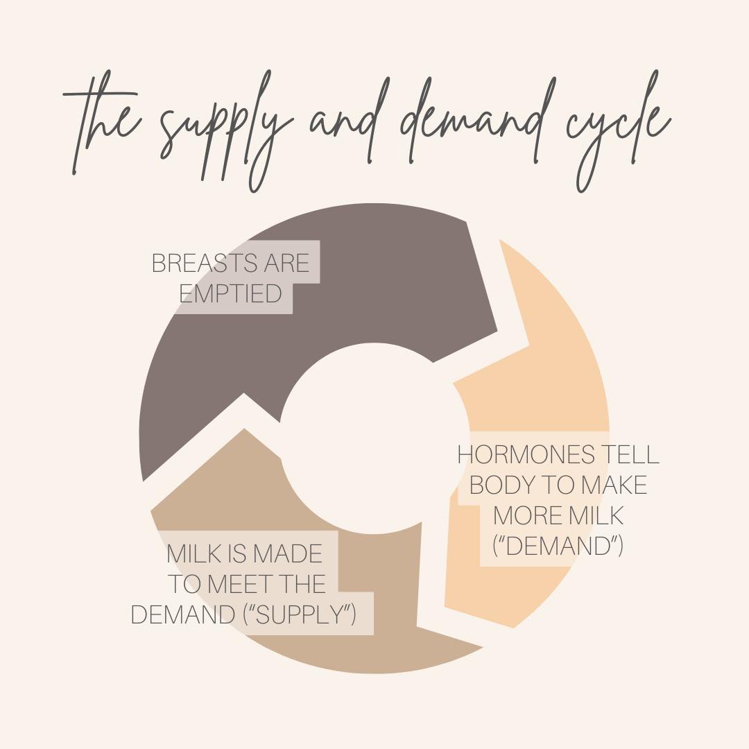 🍼 Milk Supply 101: It’s All About Supply & Demand
Wondering how milk supply works?
Here’s the simple truth:
The more milk you remove, the more your body makes.
It’s a feedback system — every feed is a message to make more.
✔️ Frequent, effective feeding (or pumping) tells your body:
“We need more milk!”
⏳ Long gaps between feeds or milk not being removed fully?
That signals:
“We’ve got enough — slow down production.”
✨ Baby-led feeding, especially overnight, helps protect and build your supply — even during growth spurts or fussy days.
Remember:
💛 It’s normal for feeding patterns to change during growth spurts or teething. Keep offering the breast regularly.
💛 Every feed counts — even short ones!
💛 “Low supply” is often about timing or technique, not your body’s ability. You’re not broken.
#SupplyAndDemand #MilkSupplySupport #BreastfeedingTips #LittleLatch #IBCLCAustralia
#ibclcaustralia