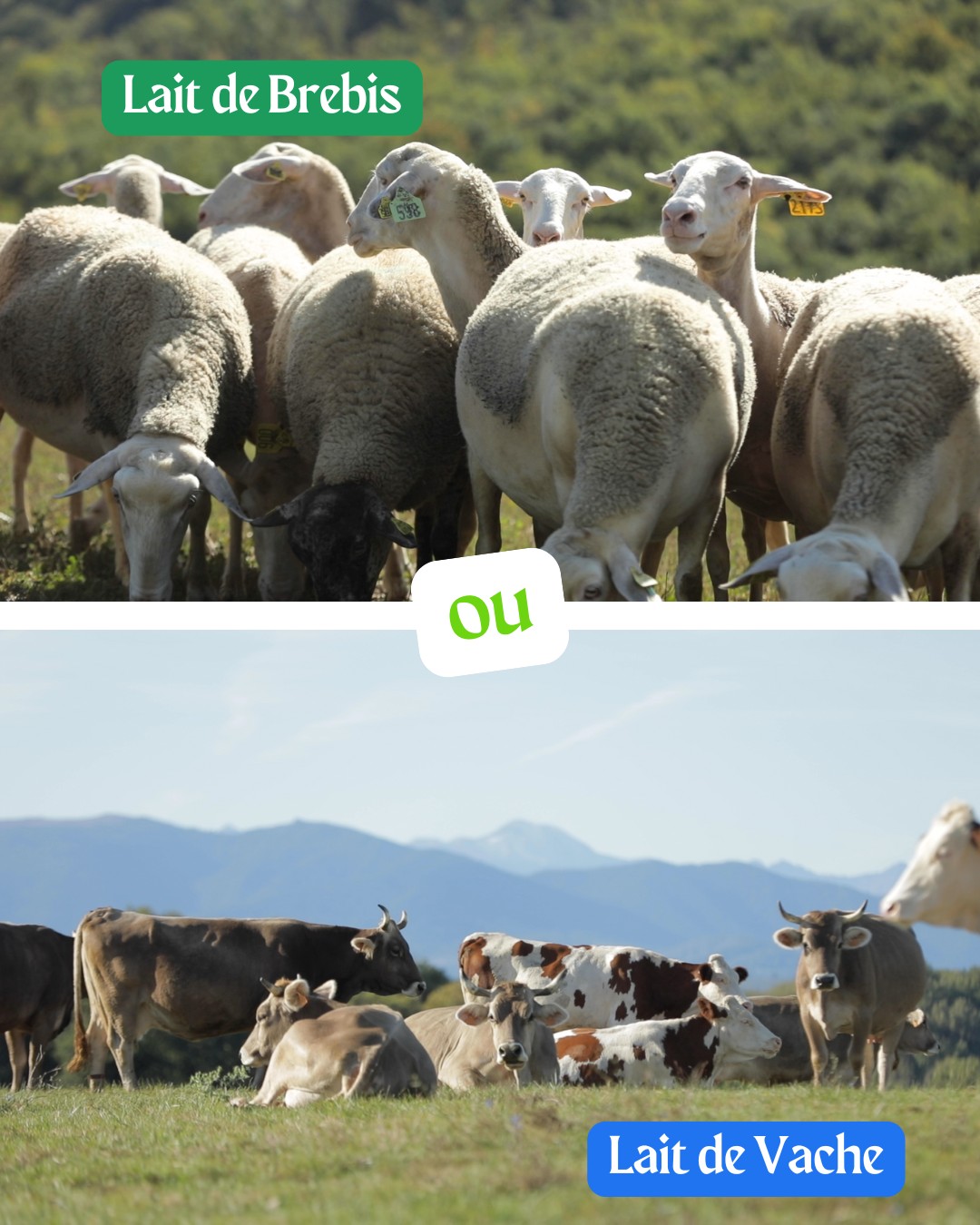 🥛 Êtes-vous plutôt team lait de brebis ou team lait de vache ? 🐑🐄
On est curieux d’avoir votre avis 👇
Chez Biochamps, on aime explorer les alternatives pour mieux consommer.
Le lait de brebis, souvent plus digeste et mieux toléré, séduit de plus en plus de personnes sensibles 🌿
Le lait de vache, lui, reste un grand classique, riche en calcium… et en souvenirs d’enfance ☁️
Et vous, qu’avez-vous choisi ? Pourquoi ce choix ?
🔁 N’hésitez pas à partager votre retour d’expérience en commentaire
#laitdebrebis #laitdevache #digestion #bienetre #consommerautrement #biochampslaiterie #biochamps #ariege #laitdebrebis #yaourt #agriculturebiologique #tradition #local