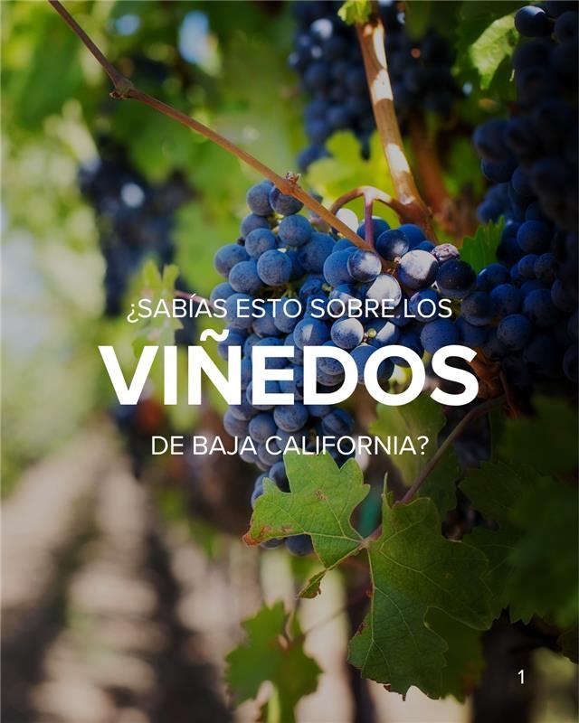 La Ruta del Vino en Baja California.
Un lugar donde el tiempo se detiene, los sabores cuentan historias,
y cada copa encierra la esencia del sol, la tierra… y la pasión.
Aquí, no solo se bebe vino.
🌿 Se siente, se respira, se celebra.
🍇 Viñedos infinitos bajo cielos azules
🔥 Fogatas al atardecer con copa en mano
🍽️ Cenas bajo las estrellas, maridadas con risas
🏡 Alojamientos que abrazan el paisaje
Este no es un destino más.
Es una experiencia para los sentidos,
para los que saben que viajar es también saborear.
✈️ ¿Te animas a vivirlo?
🌐 @travelx.byfraveo – Donde los viajes se convierten en memorias 🍷
#ValleDeGuadalupe #RutaDelVino #ViajesConSentido #TravelX #VinoMexicano #BajaCalifornia #SaboresDeMéxico #ViajesConAlma #Enoturismo #ExperienciasÚnicas #ViajaConEstilo #viajacontravelx
