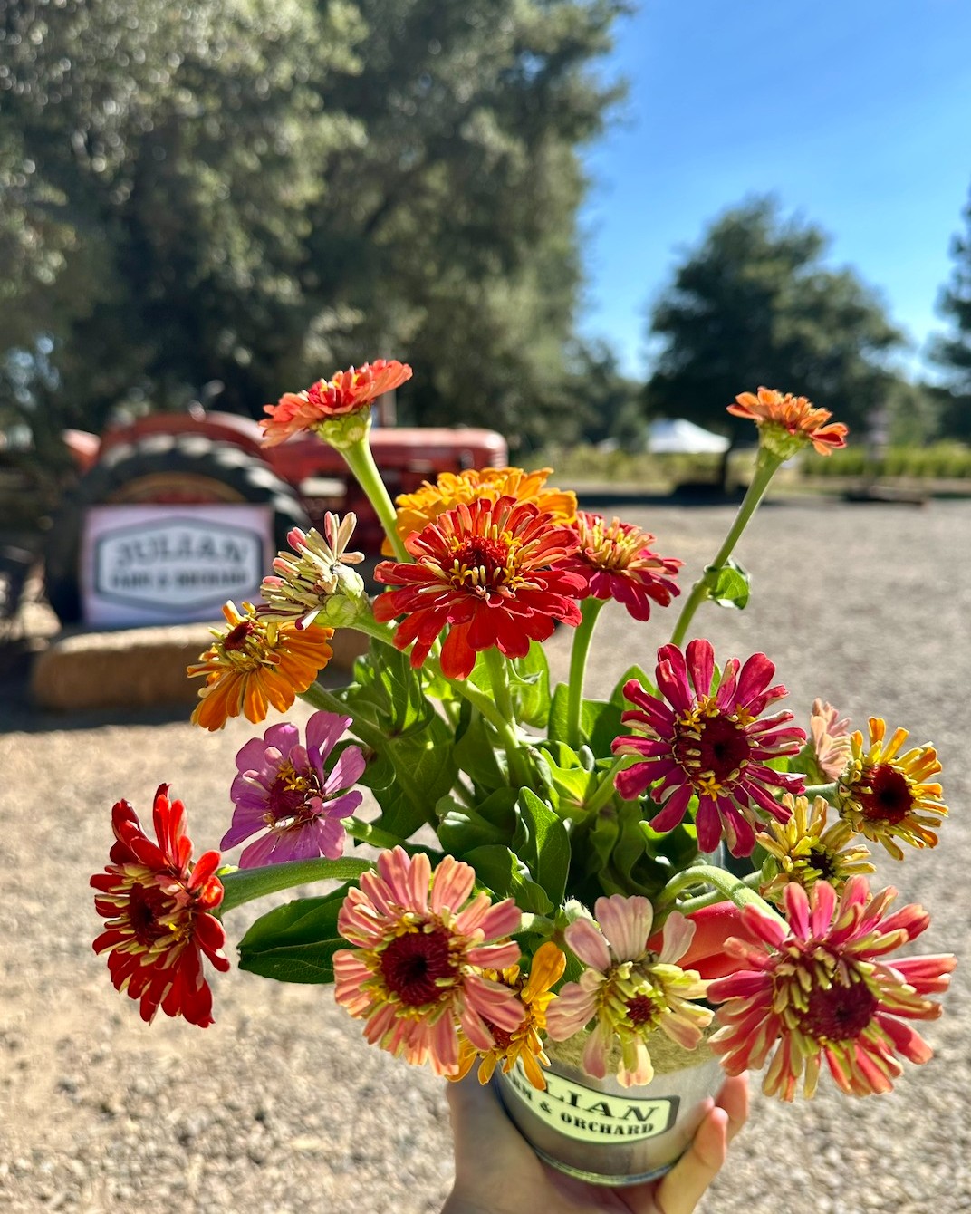 Summer-time 💐 flowers 💐 are ready for enjoying! And we have a decent supply available.
- - - -
Hours:
Saturday, August 2nd
3pm to 6pm
- - - -
🧑🌾 General Admission($5) 🧑🌾
Includes access to our petting zoo and all of our fun yard games.
- - - -
🍓U-Pick 💐:
💐 Bunching Flowers 💐 are ready! $15 a cup, all you can fill. We have a good amount of flowers right now!
🍓Strawberries and raspberries 🍓 will be available while supplies last. Come right when we open to increase your chances of getting a berry u-pick container. A container is provided. U-pick berries are only sold on-site and are subject to daily availability.
See you soon!
#visitsandiego #santaysabel #sandiegoagricutlure #californaagritourism #sandiegofarm #californiaagriculture #sandiegoagritourism #upickfarm #sandiegoupickfarm #sandiegobackcountry #sandiegomountains #JulianFarmAndOrchard #sandiegocounty #visitjulian #juliancalifornia #wynolacalifornia