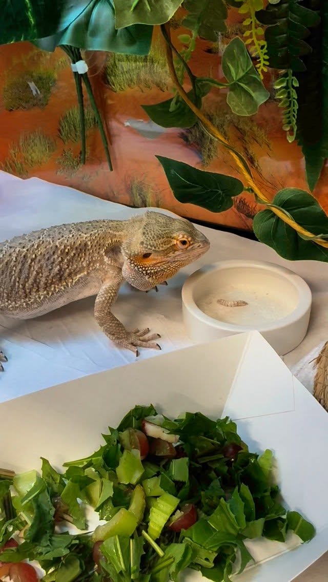 Sweet Treat for Spike! We still have a few spots left for fall! Book a tour to come meet our reptile pals 🥰 Smartdiehl.com