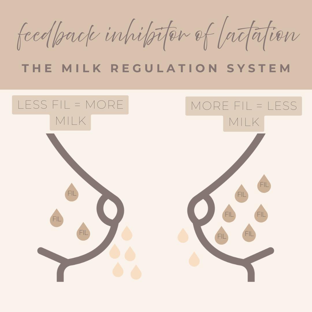 Let’s chat about one of breastfeeding’s lesser-known players:
FIL (aka Feedback Inhibitor of Lactation)
Think of it as your milk supply’s quiet little regulator.
👇
FIL is a protein found in breastmilk that acts like a signal to your body.
When your breasts are full and milk is hanging out for too long, FIL basically tells your body:
“We’ve got plenty here, slow it down.”
So the longer milk sits in your breasts, the more FIL builds up…
and the louder that “we don’t need more right now” message gets.
👀 Sneaky, right?
Here’s the good news:
The more often you feed or pump, the less FIL hangs around
and the more your body hears:
“We’re running low, make more!”
💡 So if you’re trying to build supply, remember this simple rule:
👉 Empty breasts = more milk.
👉 Full breasts = a slowdown signal.
Keep that milk flowing, and trust your body, it’s doing amazing things ✨
#BreastfeedingFacts #TrustYourBody #MilkSupplySupport #LactationTips #LittleLatch