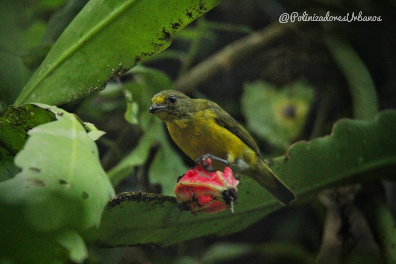 Hoy visite @proyectoyumkaax en el Km 8 de la ruta del café
Yum Kaax es un proyecto de restauración ecológica en un lugar que anteriormente fue una finca cafetalera la cual fue deforestada para producir café de sol, hoy en día se ha vuelto cafe de sombra y gracias a los esfuerzos de reforestacion de Florian Goffin es refugio de una gran diversidad de fauna silvestre como aves, mamíferos y polinizadores 🐝🦋🦇
Yum kaax es testigo de que es posible devolver a la naturaleza y a la fauna lugares que han sido devastados anteriormente por el ser humano
Les dejo algunas de las fotos que pude tomar:
#reforestación #educacionambiental #polinizadores
