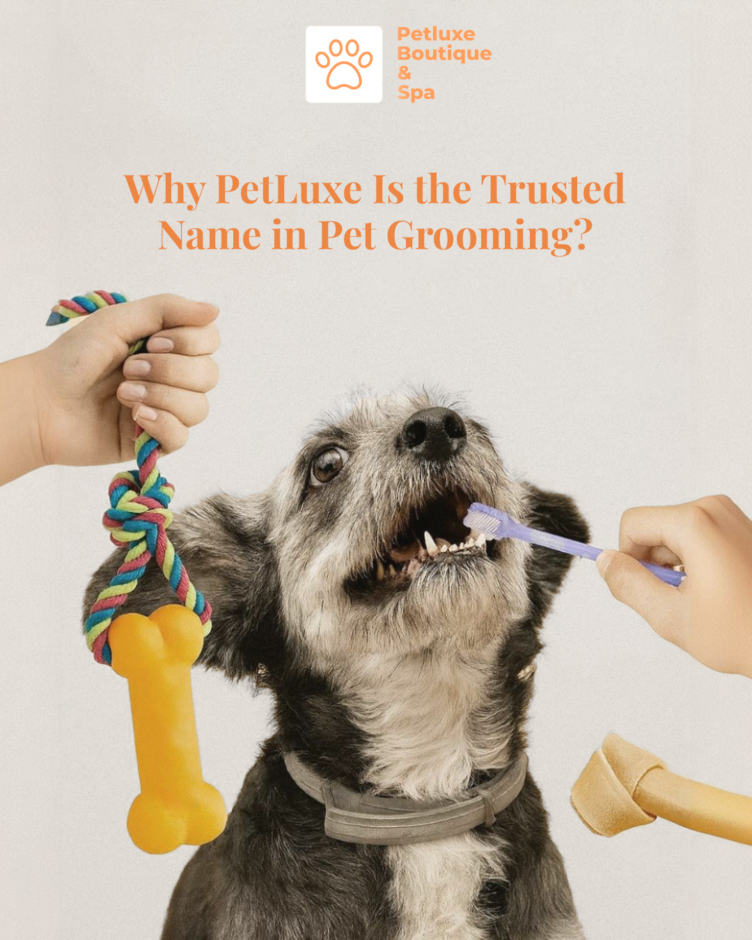You don’t trust just anyone with your pet. And neither do we. 🐾
At PetLuxe, grooming isn’t just a service—it’s care, comfort, and commitment. 💛
👉 Swipe to see why pet parents choose us—again and again.
.
.
#PetLuxe #CatGrooming #AbuDhabi #Grooming #TrustedGroomers #PetCareDubai #pets