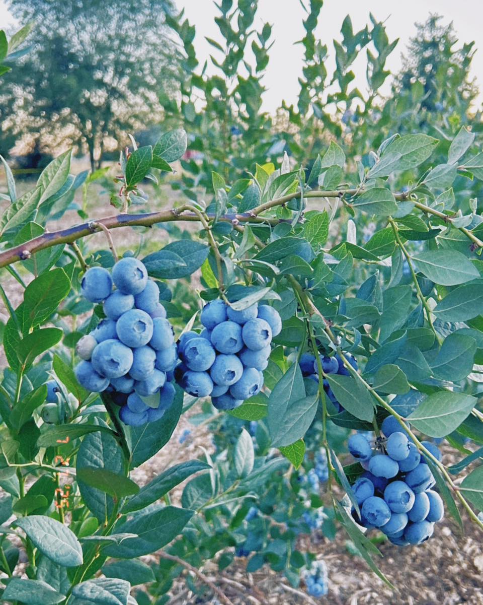 Still staying OPEN indefinitely right now. All daylight hours. Come on out anytime this week! The stand is self serve.
Alaina will have her lemonade table set up again tomorrow morning as well!
$4.25 a lb. Buckets and bags provided. Cash or Venmo.
Still taking prepicked orders. $6 a lb. 5 lb minimum.
Please use the Atlas entrance! 14872 N Atlas Road Rathdrum Idaho 83858
Drive past the strawberry stand and park parallel where the yellow lines are in my photo. Near the blueberry checkout stand. I included a pic of proper parking since it seems to be a struggle ;) you can park like this on either side of the center rd. All the roads lead back to the center road so you don’t need to back out or anything, just drive forward and you will be able to make it back to the main road.
$4.25 a lb. Buckets and bags provided. Cash or Venmo.
You can pick your choice of duke, blue crop, Huron, blue gold, top shelf, valor, chandler.
Again, use the Atlas entrance. Park near the center checkout out stand, not the strawberry stand. The strawberry stand does not have a scale at it right now.
The blue lines are where the ripe berries are right now.