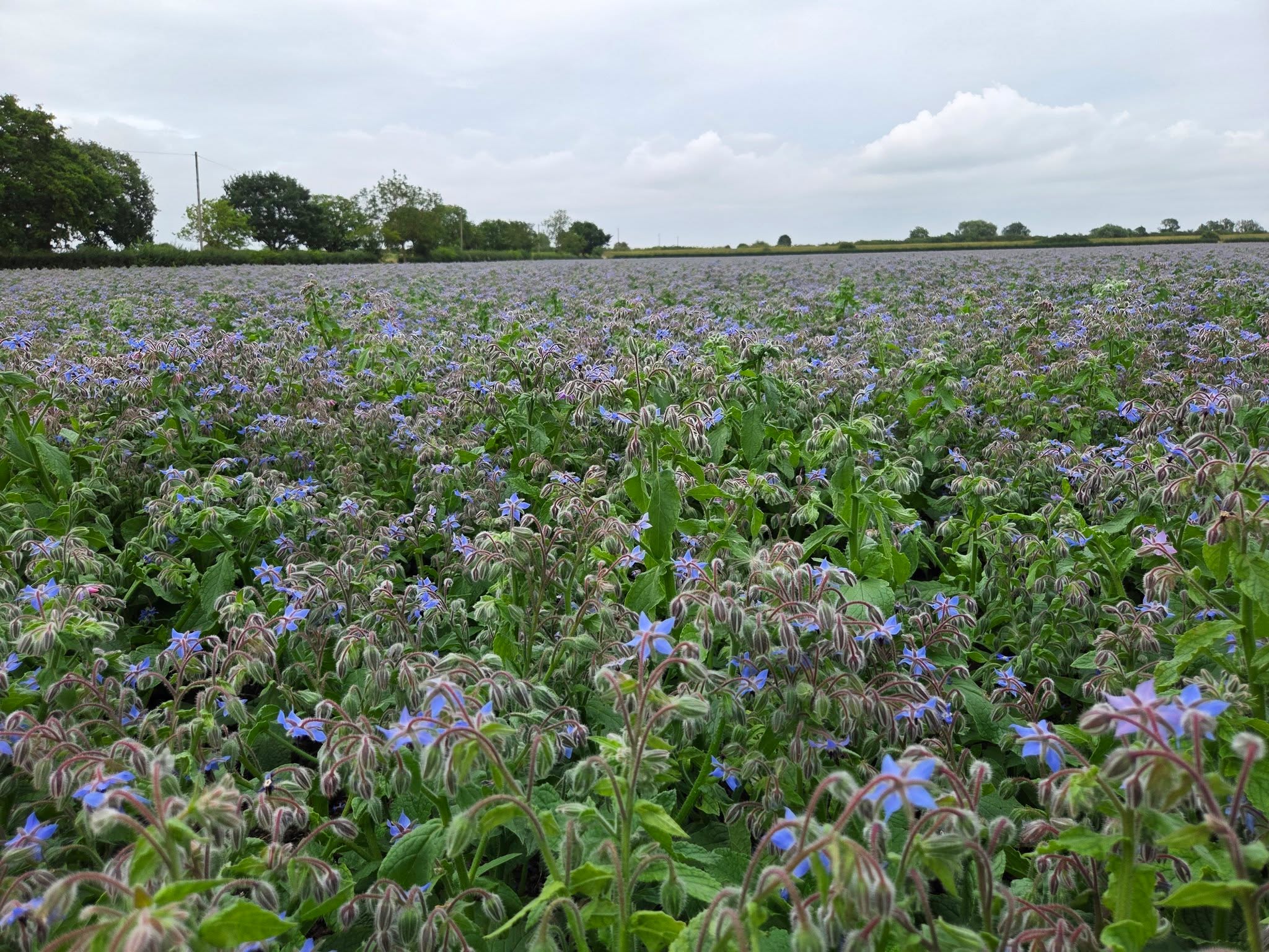 The beautiful blue flowers of borage are more than just a pretty sight – they are a powerhouse for pollinators! Borage is known for its high nectar flow, making it an incredibly valuable food source for honeybees throughout the summer. Planting borage is a simple, effective way to support your local bee population. Who else has this buzzing beauty in their garden? 🌿🐝 #YorkshireApiaries #UKBees #SupportLocal
#Borage #PollinatorGarden #Honeybees #SaveTheBees #GrowForBees