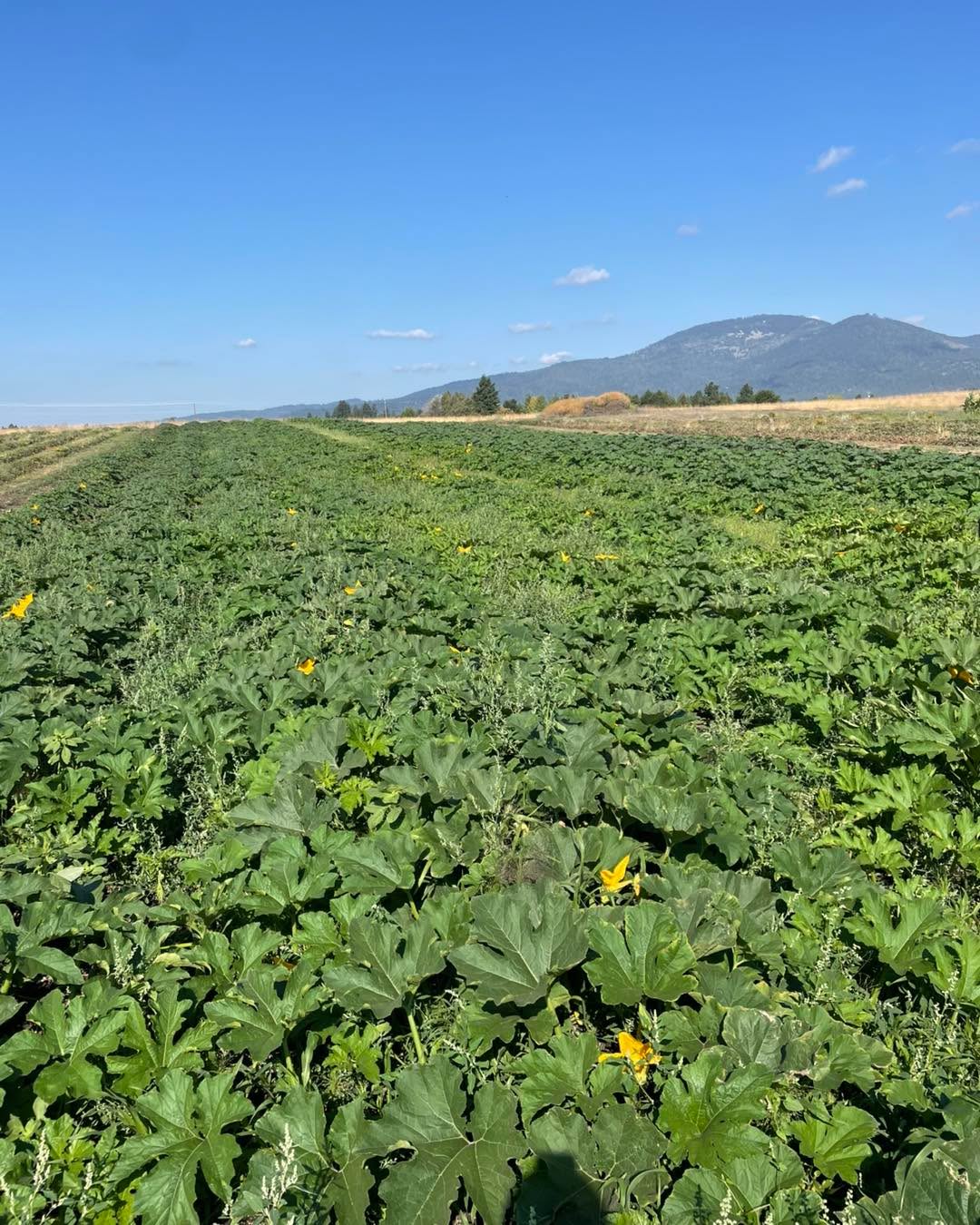 The pumpkin field is looking good! Should be ready early October!