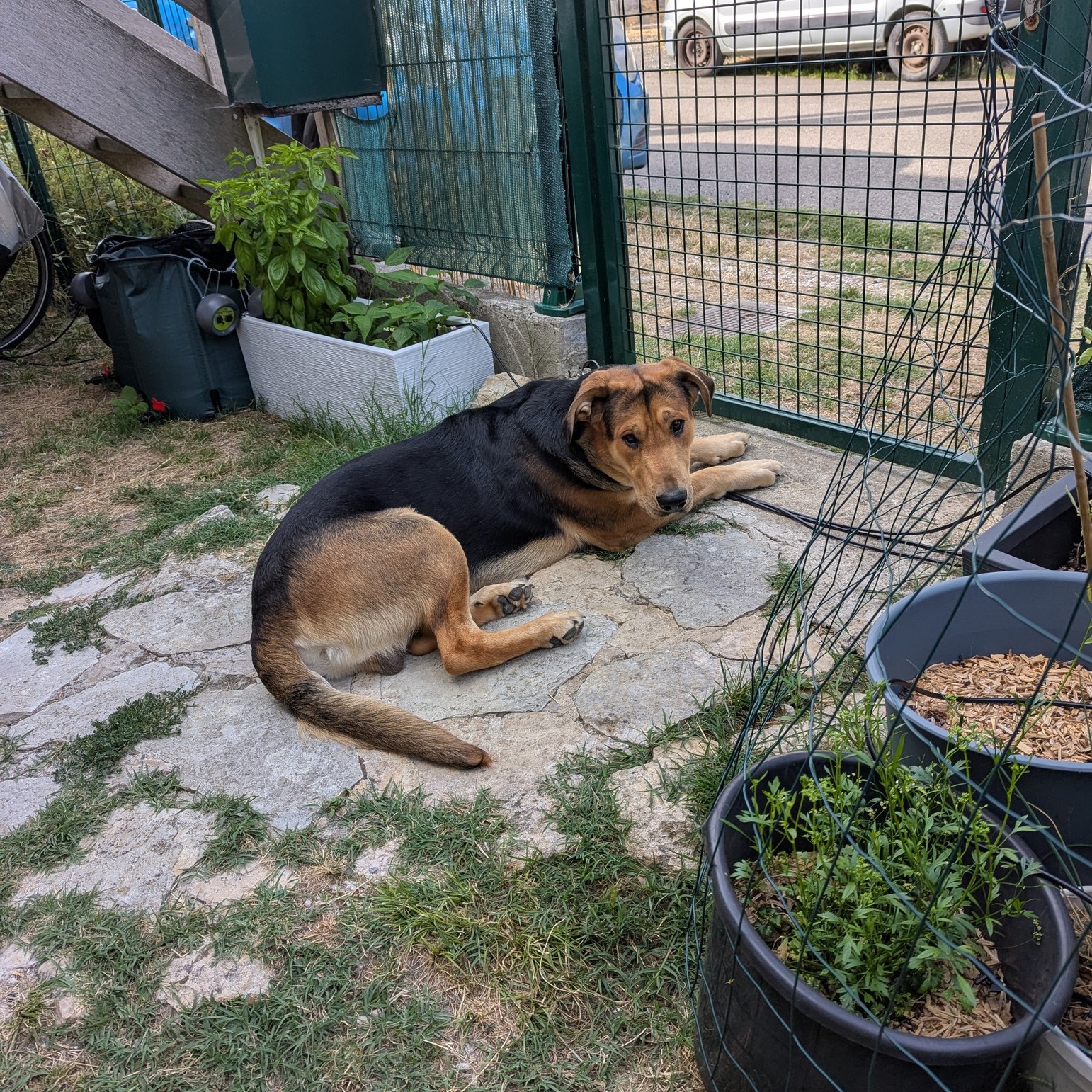 🐾 Besoin d’une solution fiable pour faire garder votre animal pendant vos vacances ? 🐶🐱🐔
Je propose des gardes à mon domicile, des visites à domicile et des promenades personnalisées, dans un cadre familial, sans box ni chenil, avec plein d’attention 💚
En ce moment, j’accueille Doby à la maison pour quelques jours de vacances bien méritées pendant que ses humains profitent des leurs 😌🌿
📍 Je propose aussi :
✔️ Visites à domicile pour chiens, chats et NAC
✔️ Visites pour animaux de ferme ( poules, moutons, chevaux,etc) sur devis personnalisé
🐾 Dispos restantes septembre 2025 pour les gardes à mon domicile :
🗓️ Du1er au 30 septembre
🐾 Dispos restantes septembre 2025 pour les visites à votre domicile et promenade :
🗓️ Du 1er au 30 septembre
Je prends soin de vos animaux avec douceur, respect de leur rythme, et beaucoup de câlins 💛
📸 Pendant leur séjour ou mes visites, vous recevez des nouvelles régulières, photos ou vidéos.
✨ Mes garanties :
✔️ Diplômée de l’ACACED
✔️ Formée aux premiers secours canins et félins
✔️ Assurance professionnelle incluse
✔️ Expérience, bienveillance & fiabilité
📍Basée à Sorèze (81), à 500 mètres du Lac de Saint Ferréol je me déplace jusqu’à 50km pour les visites ou balades.
📩 N’hésitez pas à me contacter en message privé pour réserver ou poser vos questions !
À très bientôt 🐾
Lisa de chez LRocket – Petsitter bienveillante & passionnée
#petsitting #gardeanimaux #petsitter #doglover #catsitter #dogcare #chatheureux #chienheureux
#confiance #bienetreanimal #maisoncommechezvous #chiendufamille #vacancestranquilles
#LRocket #petservices #vacances2025