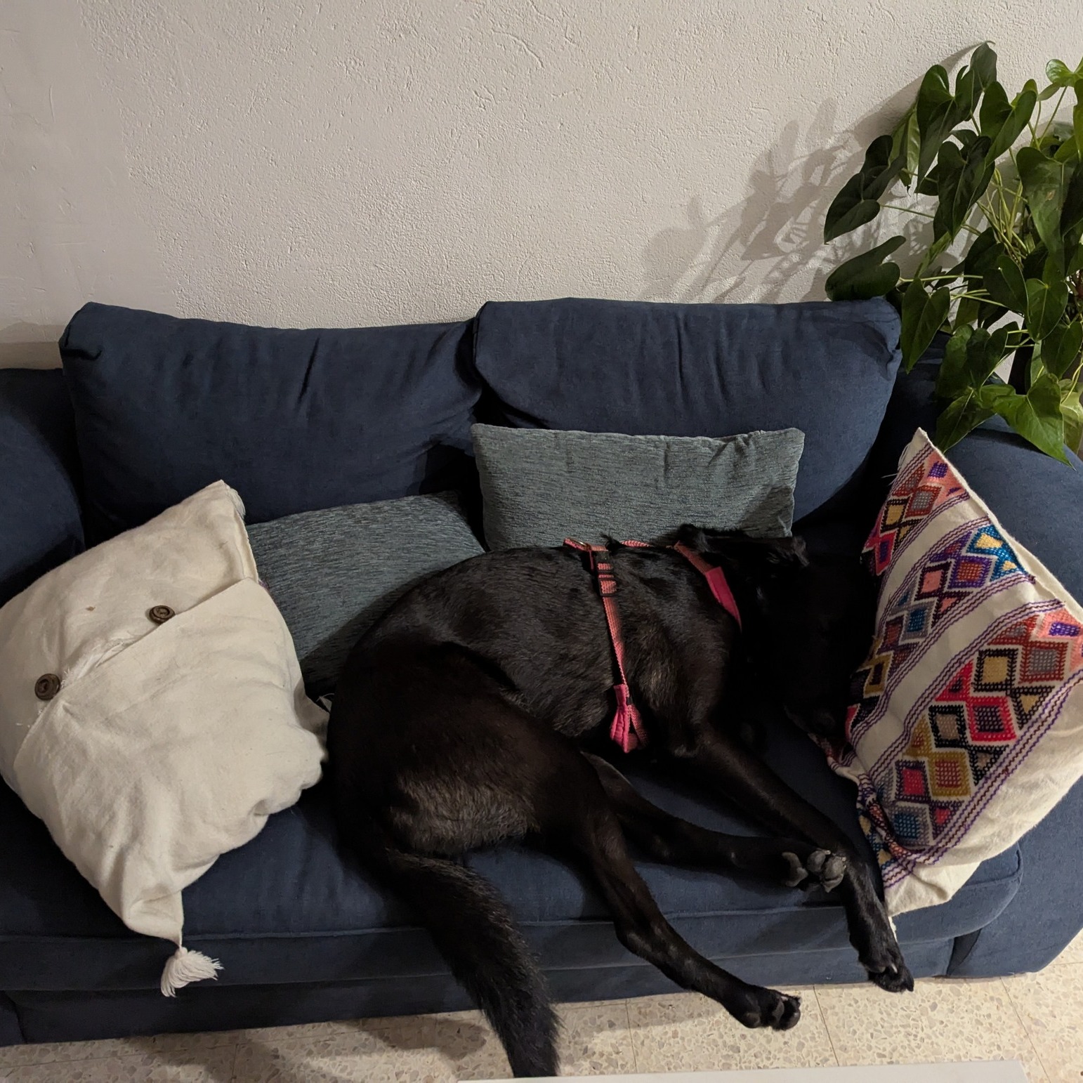 🐾 Besoin d’une solution fiable pour faire garder votre animal pendant vos vacances ? 🐶🐱🐔
Je propose des gardes à mon domicile, des visites à domicile et des promenades personnalisées, dans un cadre familial, sans box ni chenil, avec plein d’attention 💚
En ce moment, j’accueille Patmol à la maison pour quelques jours de vacances bien méritées pendant que ses humains profitent des leurs 😌🌿
📍 Je propose aussi :
✔️ Visites à domicile pour chiens, chats et NAC
✔️ Visites pour animaux de ferme ( poules, moutons, chevaux,etc) sur devis personnalisé
🐾 Dispos restantes été 2025 pour les gardes à mon domicile :
🗓️ Du 6 août au 11 août
🐾 Dispos restantes septembre 2025 pour les gardes à mon domicile :
🗓️ Du 1er au 30 septembre 2025
🐾 Dispos restantes été 2025 pour les visites à votre domicile et promenade :
🗓️ Du 6 août au 30 août
🐾 Dispos restantes septembre 2025 pour les visites à votre domicile et promenade :
🗓️ Du 1er septembre au 30 septembre
Je prends soin de vos animaux avec douceur, respect de leur rythme, et beaucoup de câlins 💛
📸 Pendant leur séjour ou mes visites, vous recevez des nouvelles régulières, photos ou vidéos.
✨ Mes garanties :
✔️ Diplômée de l’ACACED
✔️ Formée aux premiers secours canins et félins
✔️ Assurance professionnelle incluse
✔️ Expérience, bienveillance & fiabilité
📍Basée à Sorèze (81), à 500 mètres du Lac de Saint Ferréol je me déplace jusqu’à 50km pour les visites ou balades.
📩 N’hésitez pas à me contacter en message privé pour réserver ou poser vos questions ! Les places partent très vite notamment pour la garde à mon domicile
À très bientôt 🐾
Lisa de chez LRocket – Petsitter bienveillante & passionnée
#petsitting #gardeanimaux #petsitter #doglover #catsitter #dogcare #chatheureux #chienheureux
#confiance #bienetreanimal #maisoncommechezvous #chiendufamille #vacancestranquilles
#LRocket #petservices #vacances2025