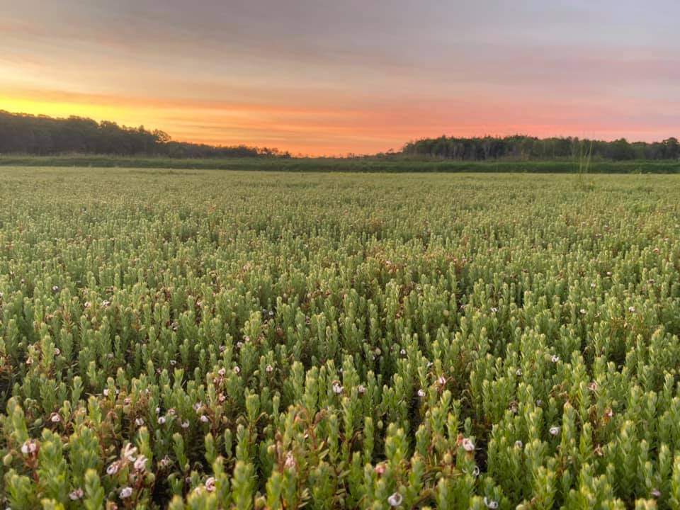 Join Us Today at Lake Nokomis Cranberries
- Free Guided Marsh Tour — 1:00 PM
Discover the fascinating world of cranberry farming with a guided tour through our marsh. Learn about the harvest process and the rich history behind Wisconsin’s state fruit.
- Gift Shop Hours: 10:00 AM – 5:00 PM
• Complimentary wine tastings featuring our award-winning cranberry wines
• A wide selection of gourmet cranberry food products and gifts
• Yard games available — perfect for families and groups
Enjoy a glass of wine and the peaceful beauty of the farm while the kids play. We look forward to welcoming you!