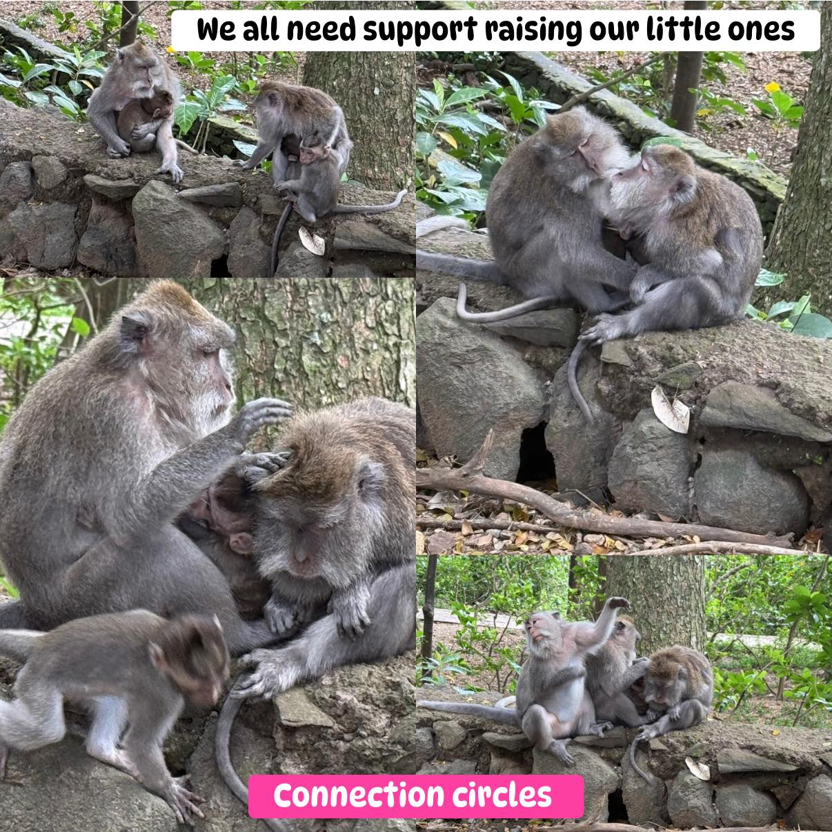 Even in the animal kingdom the adults need support. It might be physical, emotional or simply less fleas though it all helps to raise little ones
Connection circles are everywhere, needed by everyone human or animal.
#intentionalliving #intentionalparenting #parentingmadeeasy #parentingishard #changetheworld #ChildBehaviorSupport #ChangingPerspectives #understandingyourchildsneeds #circleofsecurityinternational #trustchildrensdevelopment #biggerstrongerwiserkind #COSP #GoodEnoughParenting #secureattachment #parentingsupport #connectioncircles #singleparents #thrivingfamily #neurodivergentparents #monkeys #animalkingdom #primates #parentinganimals #parenting #parentlife #parentingtips #parentingstruggles #parentingsupport #parenthood #parent