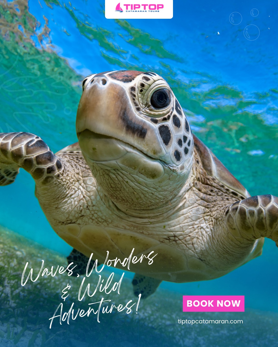 The ocean is calling, and it’s full of surprises! 🐠🌊
From hidden underwater worlds to breathtaking coastal views, every trip with Tip Top Catamaran is a new adventure waiting to unfold. Set sail, explore, and let your wild side shine! Who’s ready to dive in? 🚤☀️
#wildadventure #oceanvibes #snorkeltrip #sailinglife #tiptopmagic #explorethedeep #tropicaldream #boatingbliss #vacationmode #sailthecaribbean #oceanlover