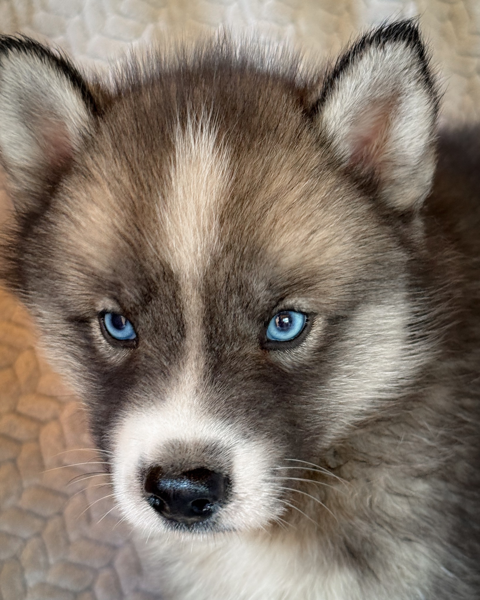 🐾 Rogue (F)
Little troublemaker with big blue eyes! #SiberianHusky