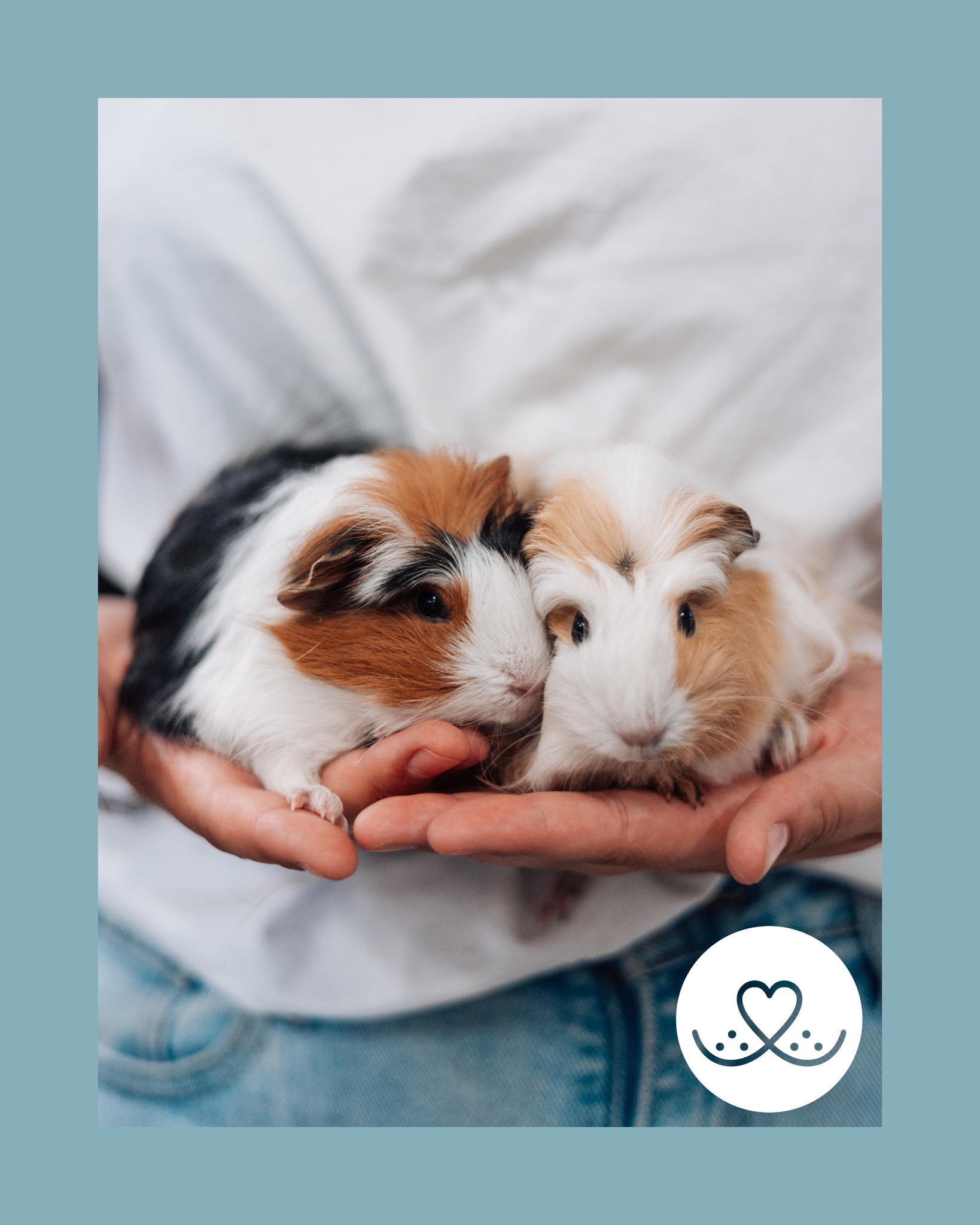 Ze zijn er weer! Jonge cavia’s bij Snoet!
We hebben weer een aantal nieuwsgierige, jonge cavia’s in de winkel. Ze zoeken een liefdevol thuis waar ze lekker kunnen knabbelen en knuffelen.
Ben je op zoek naar een gezellig huisdier of heb je vragen over de verzorging van cavia’s? Kom gerust langs! Zoek je iets anders? We denken graag met je mee en helpen je bij het vinden van het juiste dier of de juiste producten. 💚
#Cavia #JongeCavia’s #DierenwinkelBorne #SnoetBorne #Dierenvrienden #Knaagdierenliefde #BornseOndernemers #Dierenzorg #CaviaZoektHuis #Dierenwinkeltwente