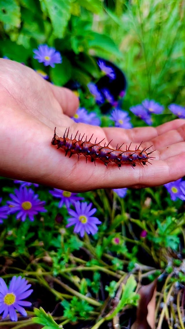 🦋 Meet the future butterfly…
This striking caterpillar is a Gulf Fritillary (Agraulis vanillae)!
With its fiery orange spines and elegant crawl, it’s one of nature’s most dramatic transformations in progress.
🌿 These beauties feed on passionflower vines and eventually become silver-spotted butterflies.
Would you hold one?👇
#Blackborg #ButterflySanctuary #CaterpillarChronicles #GulfFritillary #PollinatorGarden #ButterflyTransformation #GardenMagic #NatureUpClose