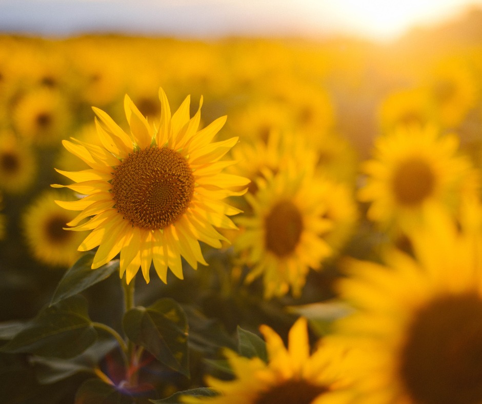 Sunflowers + Side Roads�
You’d seen the posts — bright blooms and big skies — and marked the date.�
Just outside Caersws, you take the turn where the hedge seems to wave you in.
And there they are:�the sunflower fields at Porth Farm, swaying in the August light,�sunny heads nodding in the breeze, bees stitching gold between the rows.
There’s a path to wander, a moment to stand still —�and the quiet joy of standing right inside the season.
Blodau Haul + Heolydd Cefn�
Roeddet ti wedi gweld y lluniau — blodau llachar dan awyr lydan — ac wedi nodi’r dyddiad.�Y tu allan i Gaersws, rwyt ti’n troi lle mae’r cloddiau’n ymddangos fel petai’n eich gwahodd i mewn.
Ac yna maen nhw:�caeau blodau haul Fferm Porth, yn siglo yng ngolau Awst,�pennau heulog yn bwrw pen, gwenyn yn gwau aur rhwng y rhesi.
Mae llwybr i’w ddilyn, eiliad i sefyll yn llonydd —�a’r llawenydd tawel o sefyll yn union yn y tymor.
@porthfarm @porthfarm