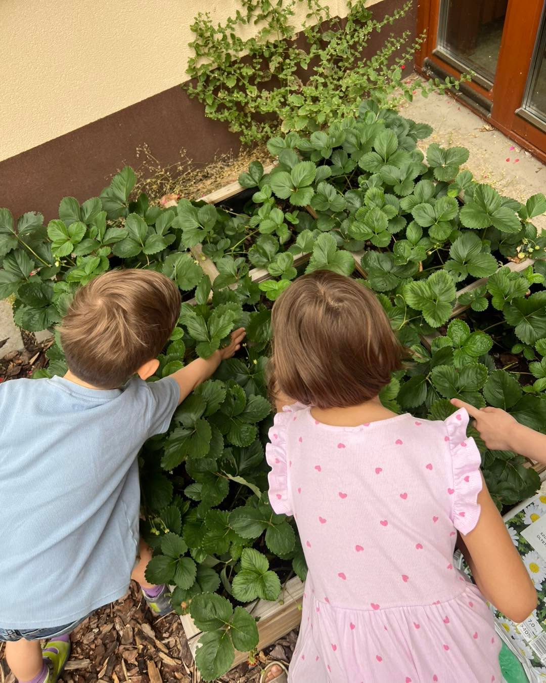 A sok gondoskodás meghozta a gyümölcseit ☺️🍓❤️. #babolygó #óvoda #budapest #eper #ültetés #kertészkedés #gyerekek #gyümölcs #kindergarten #preschool #strawberry