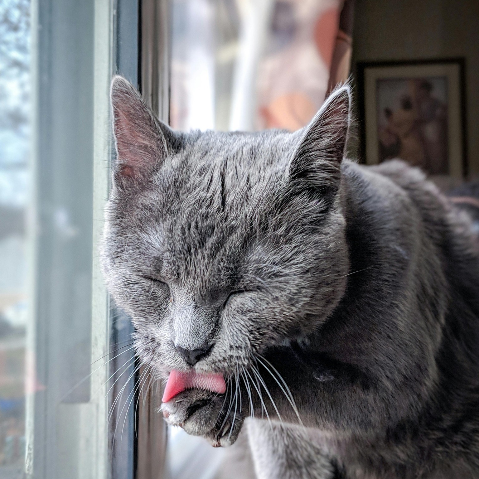 Votre chat se lèche… un peu trop ? 🐱
Le toilettage est un comportement normal et important chez le chat : il se lave, régule sa température et se détend.
Mais un léchage excessif peut cacher autre chose :
• Stress ou anxiété → déménagement, nouvel animal, changement d’habitudes…
• Ennui ou manque de stimulation → surtout chez les chats d’intérieur
• Problème médical → douleur, allergie, parasites (à vérifier avec votre vétérinaire)
Si votre chat se lèche jusqu’à s’arracher des poils ou présente des zones rouges/irritées, il est temps d’agir.
Mon rôle ? Identifier si le léchage est lié au comportement et vous proposer des solutions adaptées (enrichissement, gestion du stress, routines apaisantes…).
Votre chat présente ce comportement ? Parlons-en en message privé – une prise en charge rapide évite que la situation ne s’aggrave. 🌿
#comportementchat #lechagechat #stresschat #anxietechat #toilettagechat #naturopathieanimale #bienetreanimal #conseilschat #LRocket #occitanie #tarn #revel #soreze #castelnaudary #amoureuxdeschats #petlovers