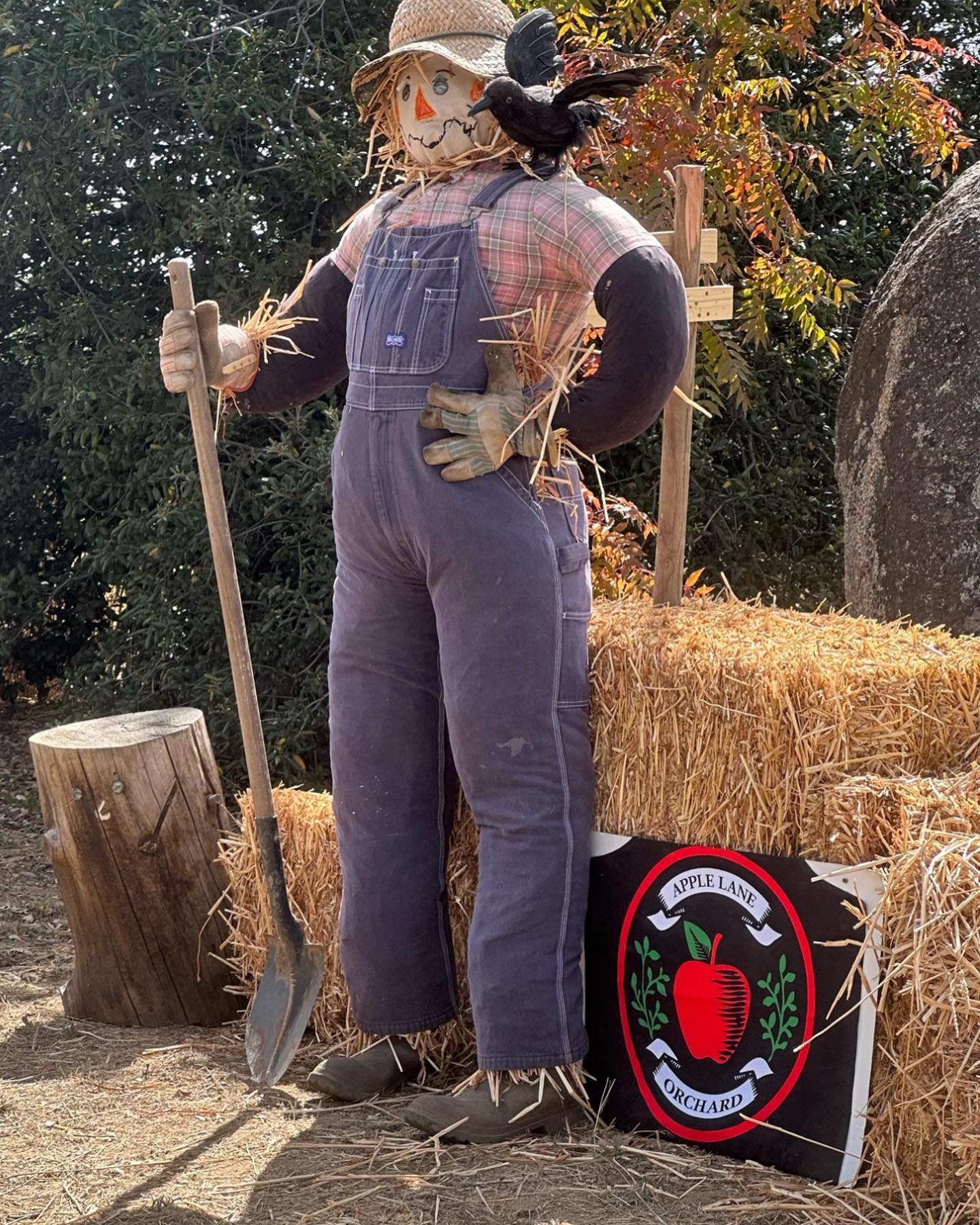 3rd Annual 🧑🌾 Scarecrow 🧑🌾 Building Competition
Businesses, Schools, and Community Organizations in the greater Julian area are invited to enter a handmade Scarecrow that represents their organization.
This is a fantastic opportunity to showcase your creativity, represent your organization, and add to the festive fall spirit on our farm.
Swipe for more details!
May the best scarecrow WIN!
#sandiegopumpkinfarm #sandiegofarming #sandiegofarmingcommunity #julianupickfarm #sandiegofarmvenue #santaysabel #sandiegopumpkinpatch #sandiegoagricutlure #sandiegofarm #sandiegobackcountry #sandiegomountains #JulianFarmAndOrchard #sandiegocounty #visitjulian #juliancalifornia #wynolacalifornia #sdfarmbureau