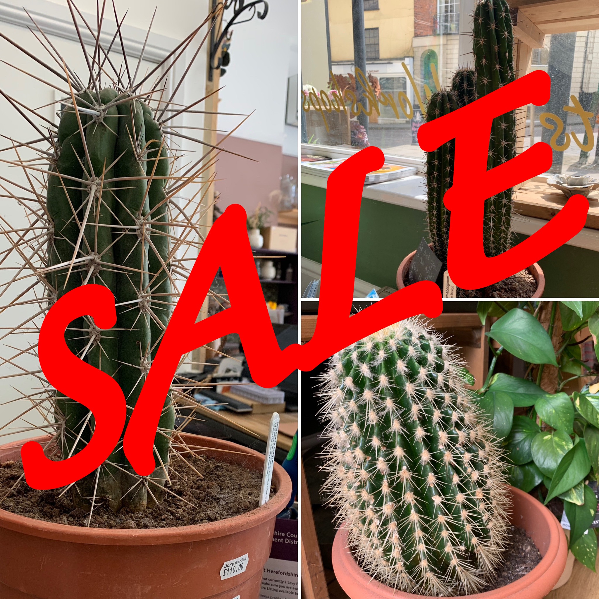 🌵 Big news, plant lovers! I'm clearing out my stunning large specimen Cacti this week only for just £65 each! 🌟 Don't miss out on adding these beauties to your collection. Please tag, share or comment below with a 🌿 if you're interested! #CactusLove #PlantSale #HomeDecor #Cacti #PlantShop #Houseplants #Rossonwye #Herefordshire
